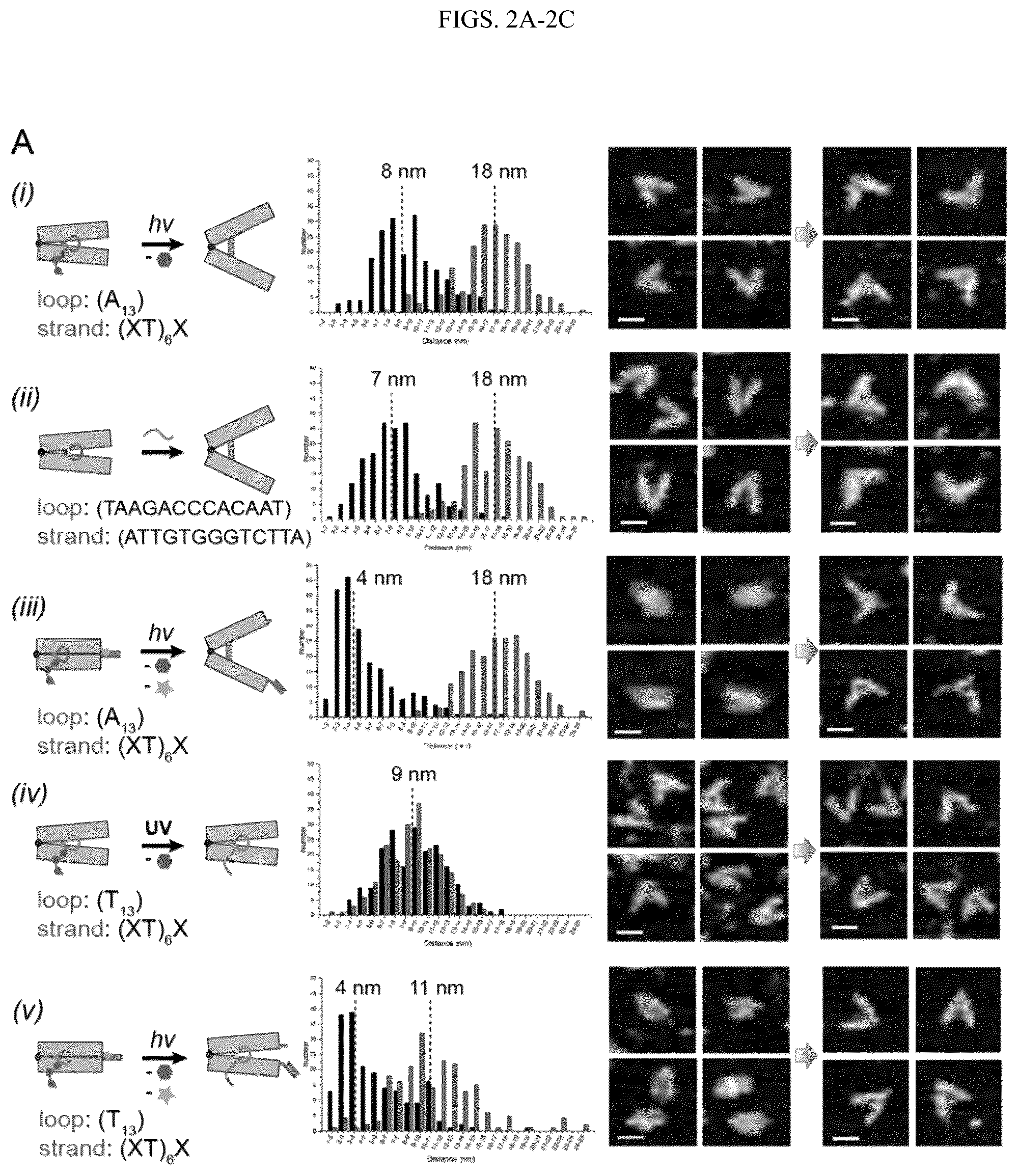 Patent US12365929 Figure 2 – Reconfigurable DNA nano-tweezer
