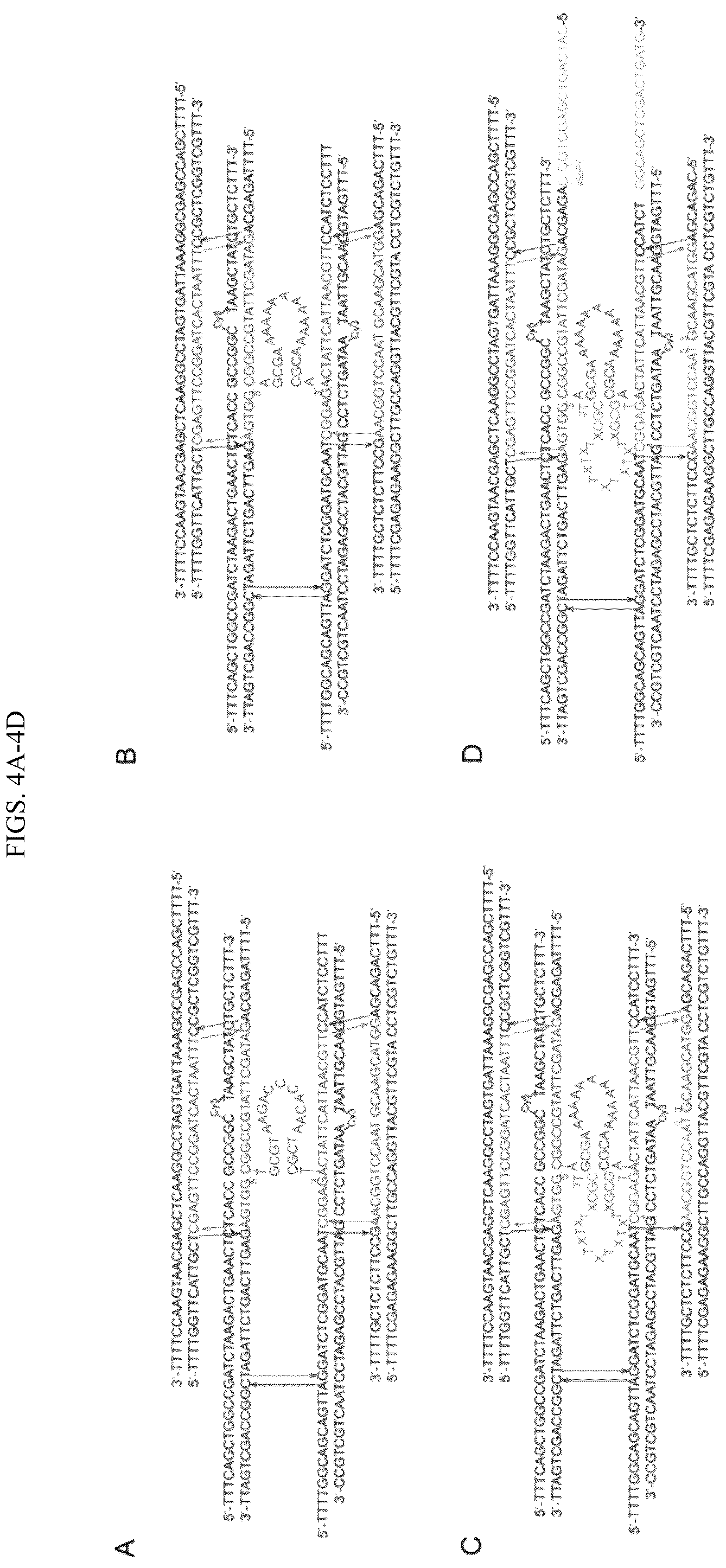 Patent US12365929 Figure 5 – Reconfigurable DNA nano-tweezer