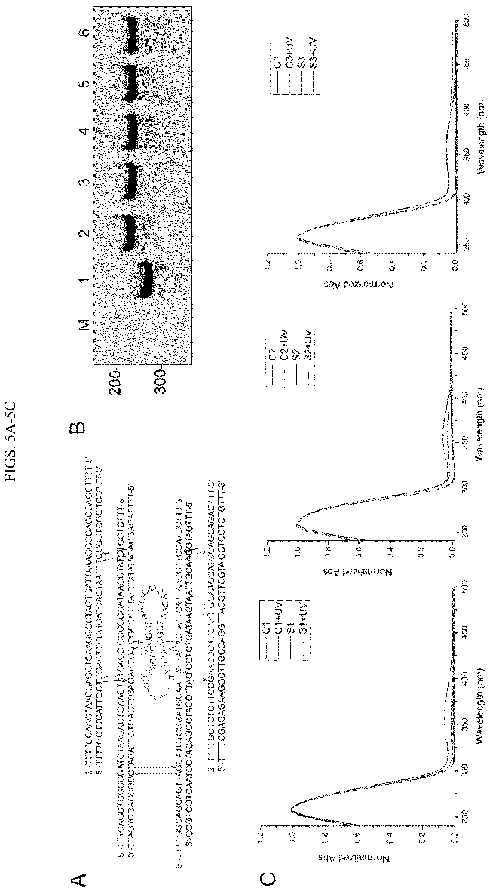 Patent US12365929 Figure 6 – Reconfigurable DNA nano-tweezer
