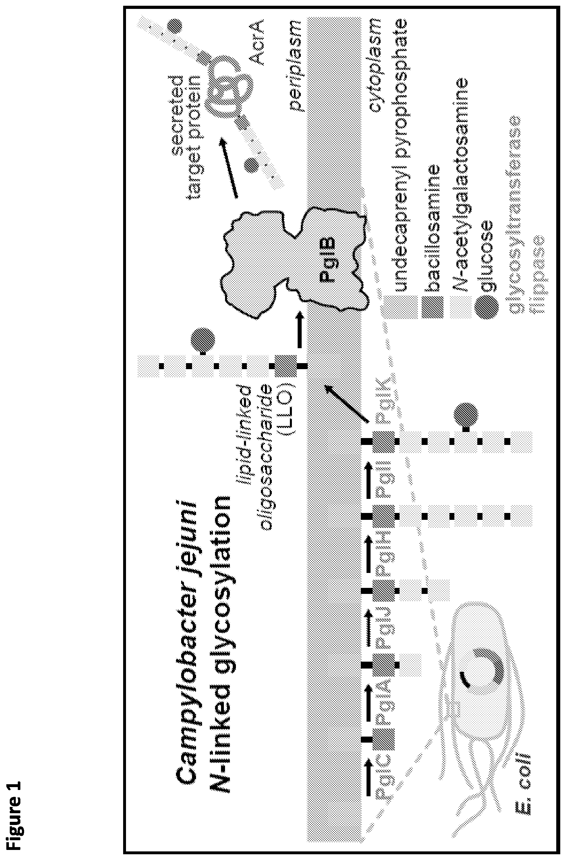 Patent US12365930 Figure 1 – Method for rapid in vitro synthesis of glycoproteins via recombinant production of N-glycosylated proteins in prokaryotic cell lysates
