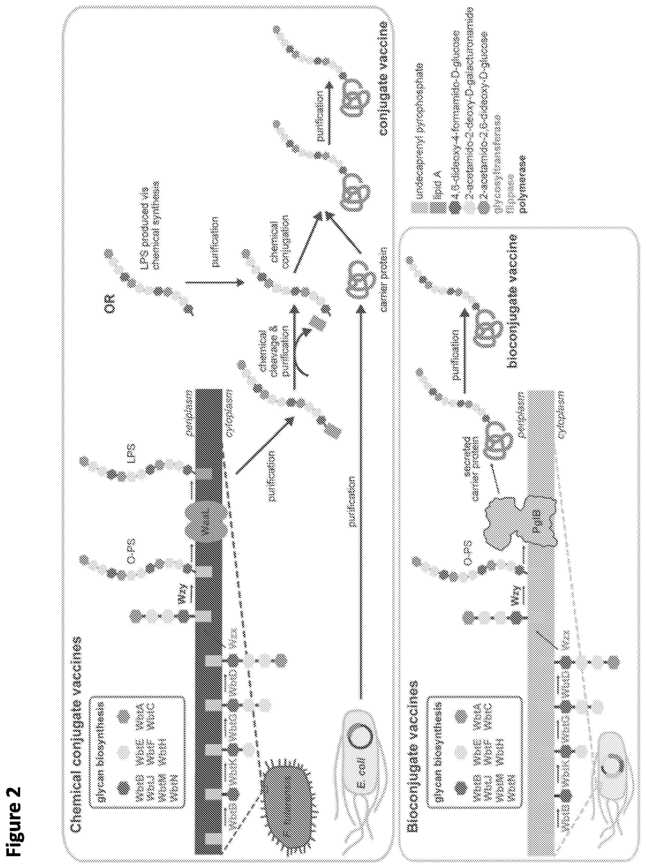 Patent US12365930 Figure 2 – Method for rapid in vitro synthesis of glycoproteins via recombinant production of N-glycosylated proteins in prokaryotic cell lysates