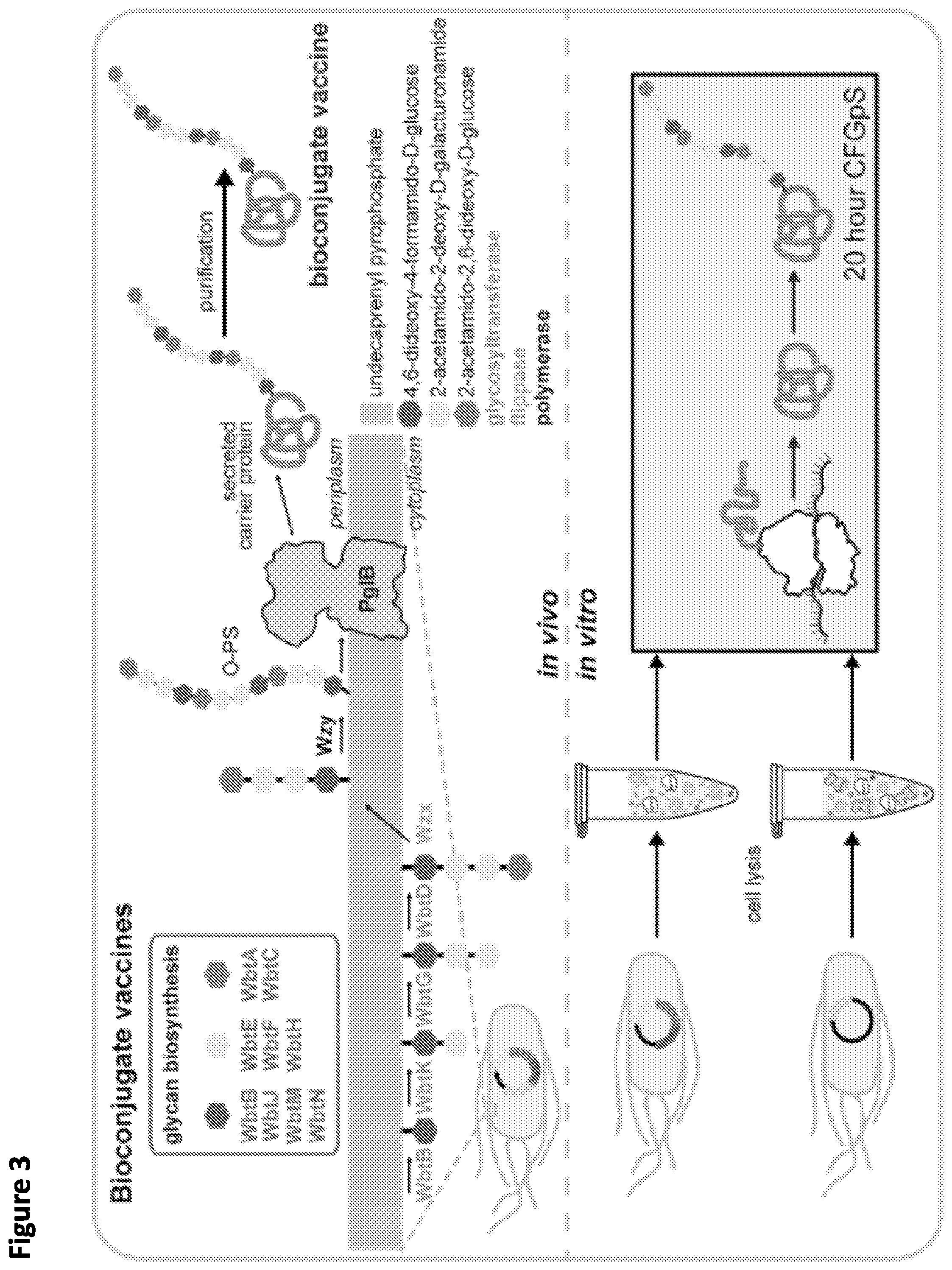 Patent US12365930 Figure 3 – Method for rapid in vitro synthesis of glycoproteins via recombinant production of N-glycosylated proteins in prokaryotic cell lysates