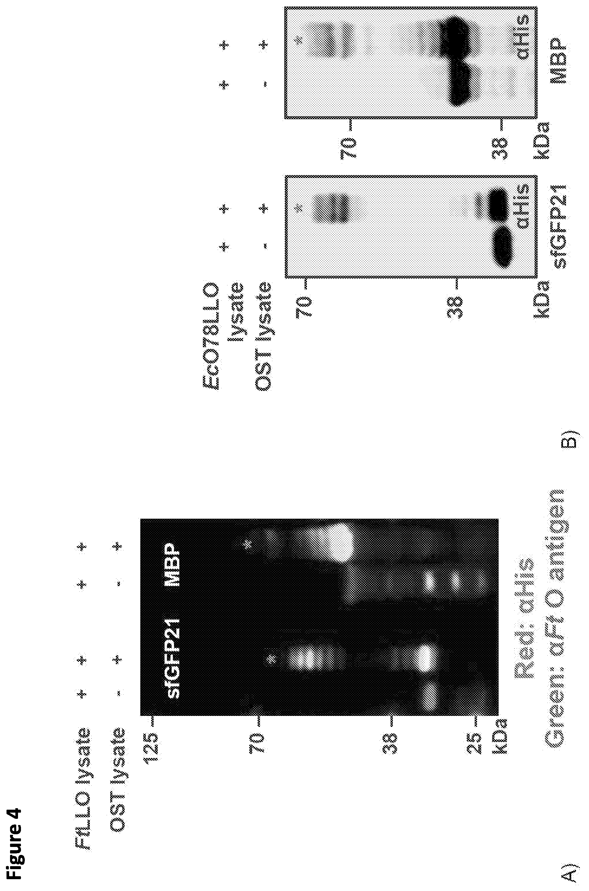 Patent US12365930 Figure 4 – Method for rapid in vitro synthesis of glycoproteins via recombinant production of N-glycosylated proteins in prokaryotic cell lysates