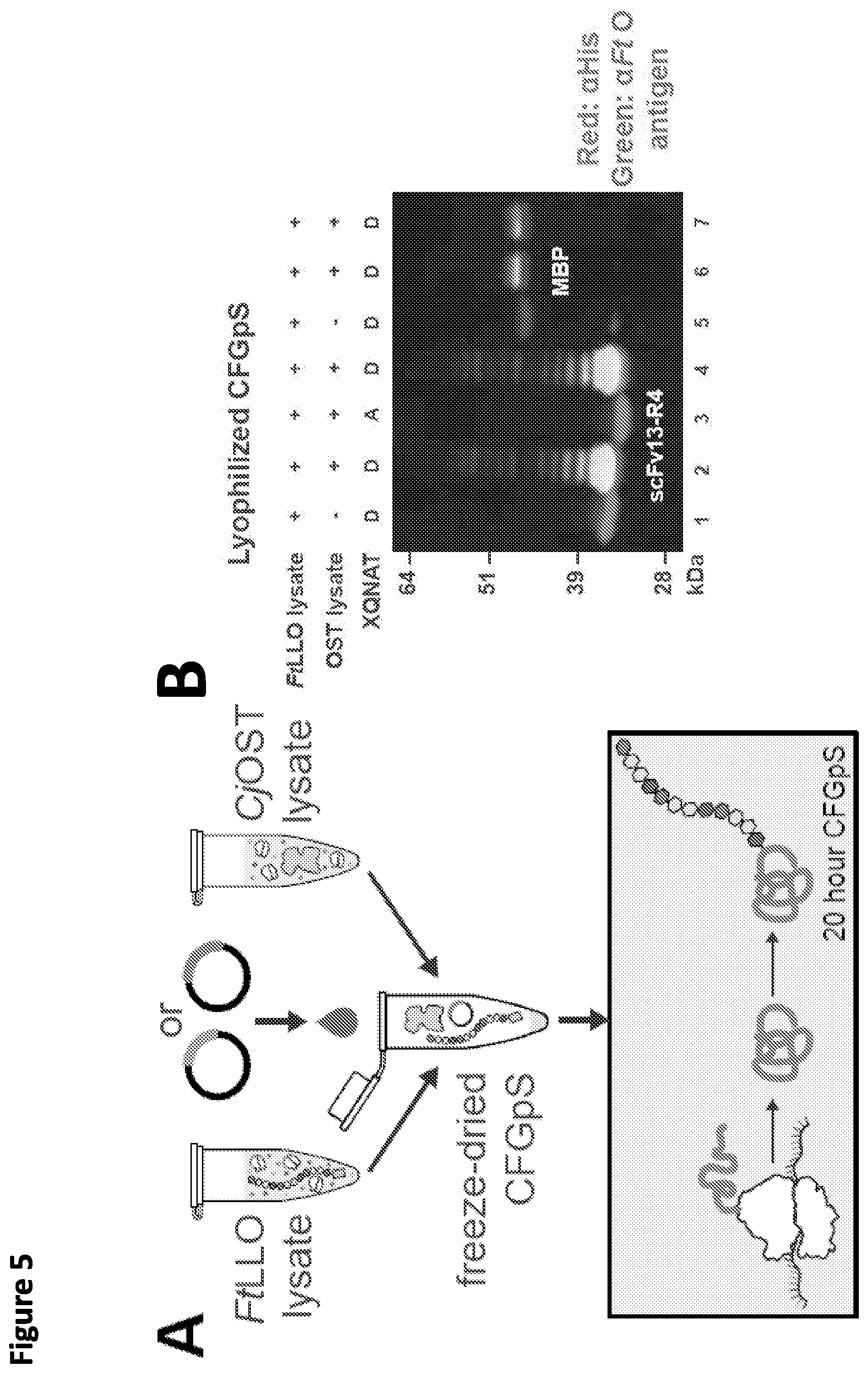 Patent US12365930 Figure 5 – Method for rapid in vitro synthesis of glycoproteins via recombinant production of N-glycosylated proteins in prokaryotic cell lysates