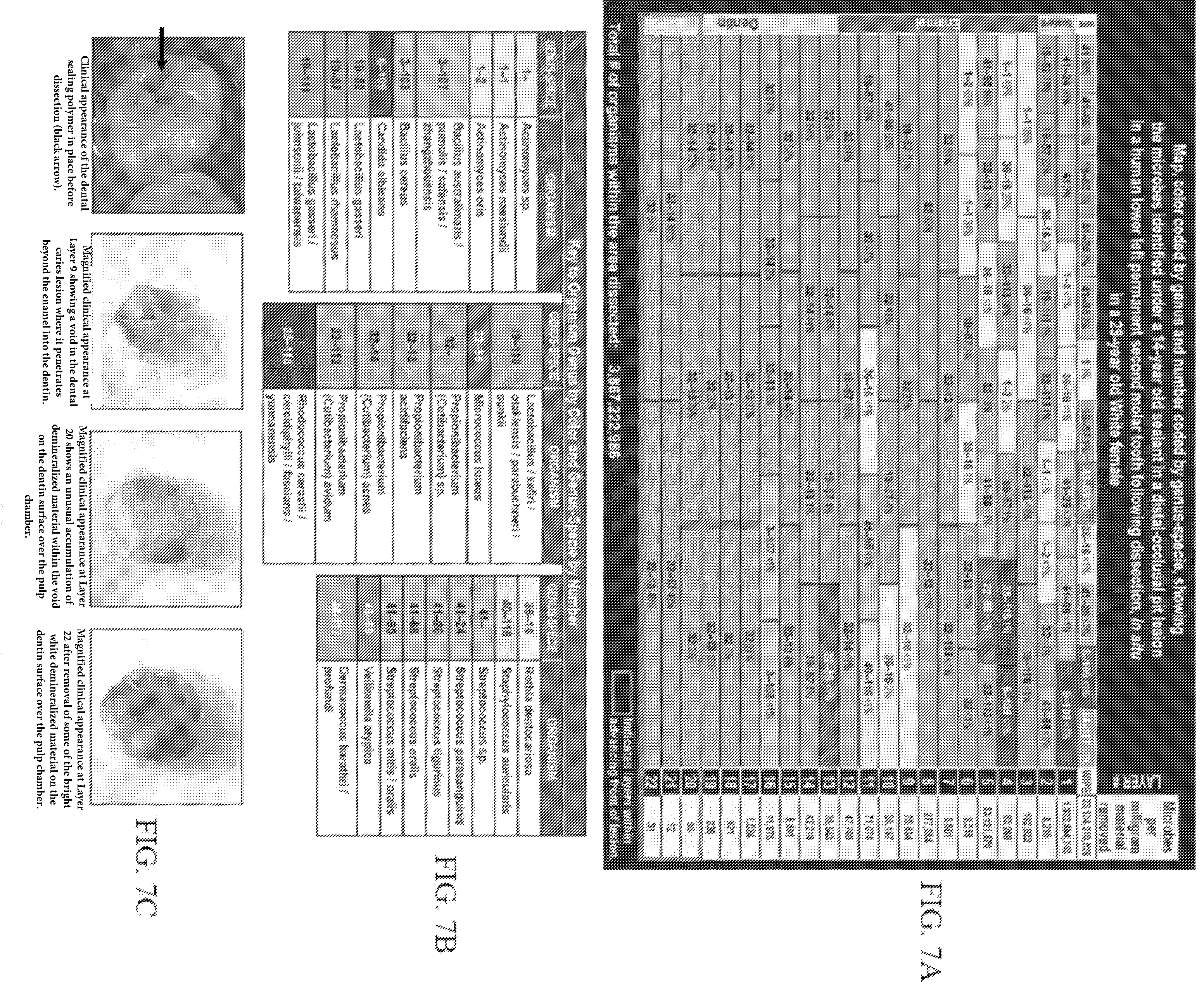 Patent US12365931 Figure 7 – Aseptic dissection and characterization of mixed microbial infections, display of microbe spatial relationships and lesion advancing fronts in human, veterinary, and botanical samples