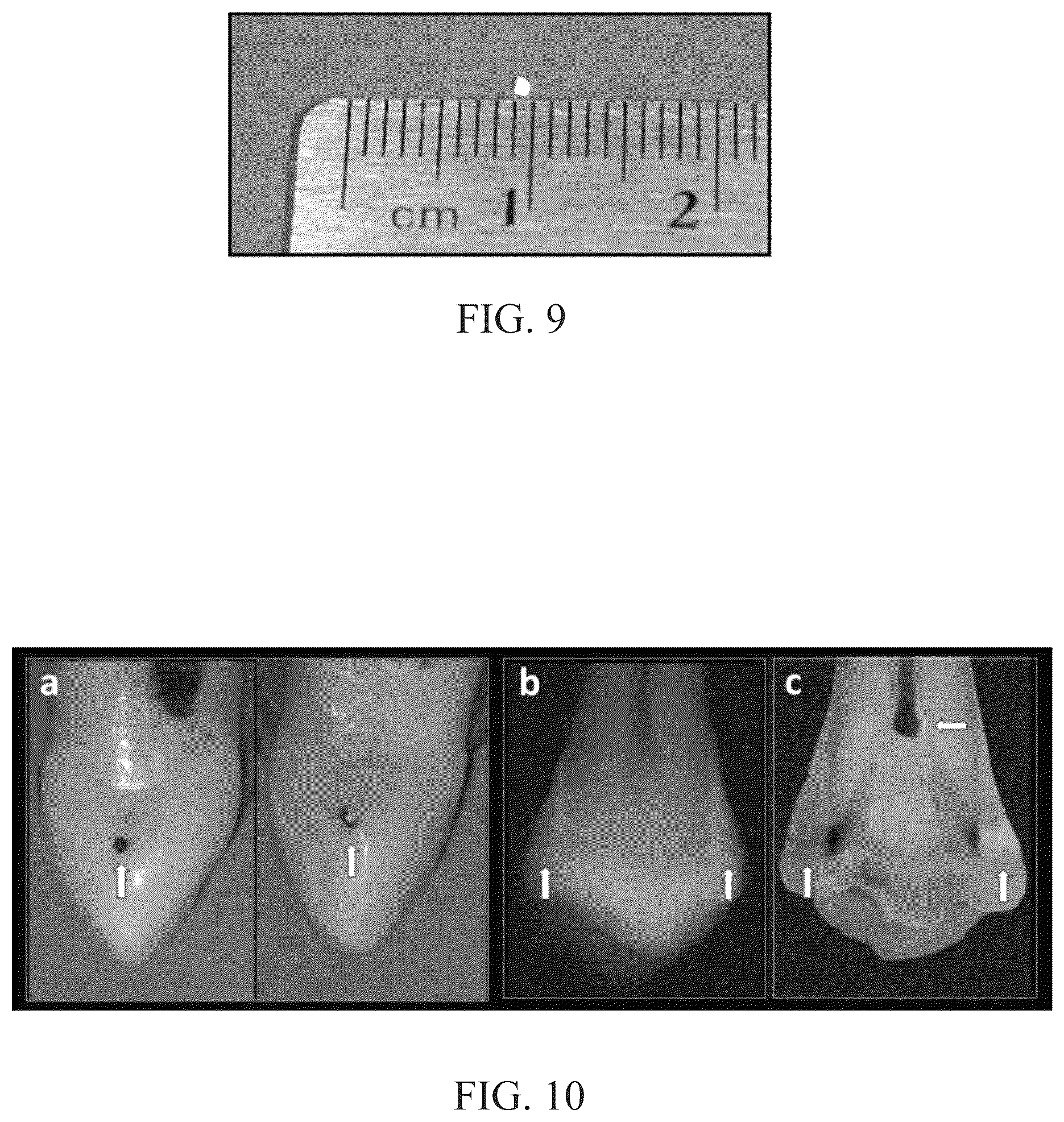 Patent US12365931 Figure 9 – Aseptic dissection and characterization of mixed microbial infections, display of microbe spatial relationships and lesion advancing fronts in human, veterinary, and botanical samples