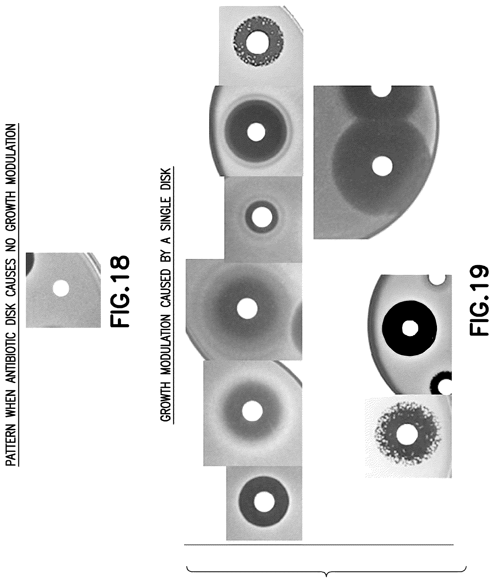 Patent US12365932 Figure 12 – Methods and systems for automated assessment of antibiotic sensitivity