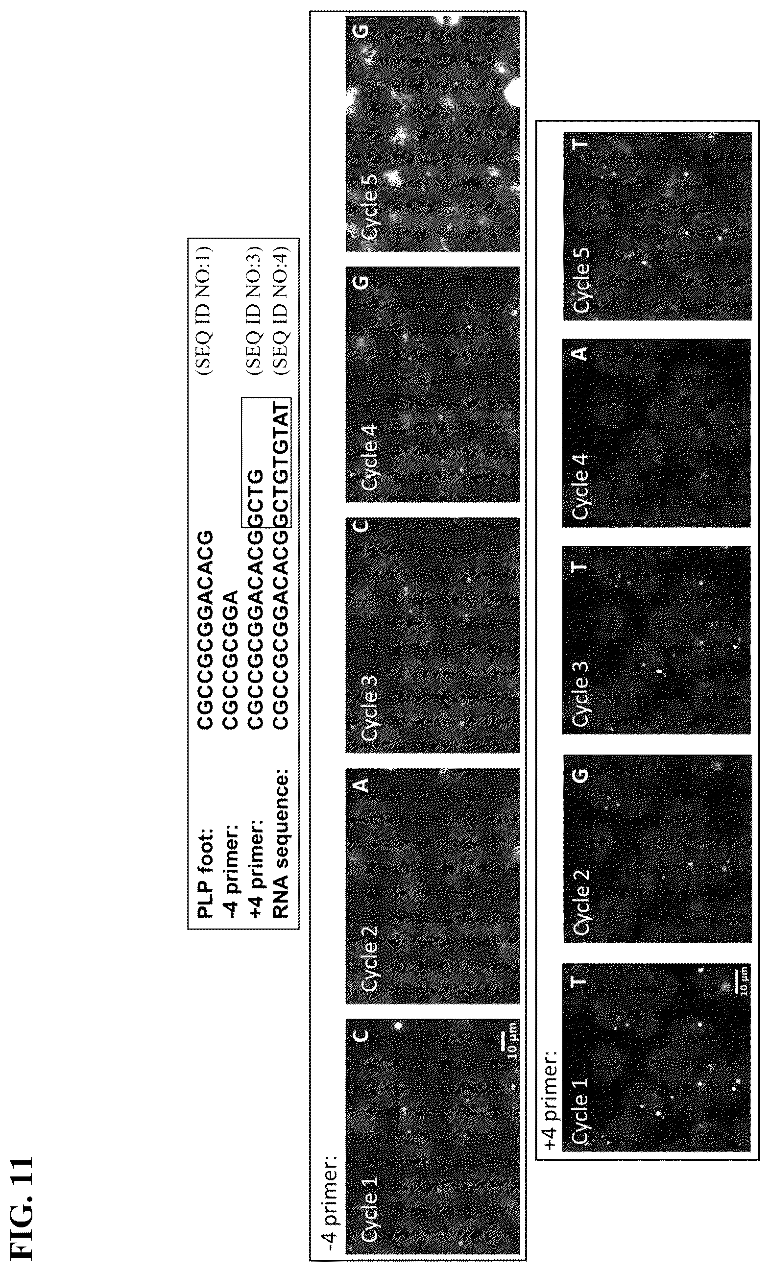 Patent US12365936 Figure 11 – Spatial sequencing of modified sequences
