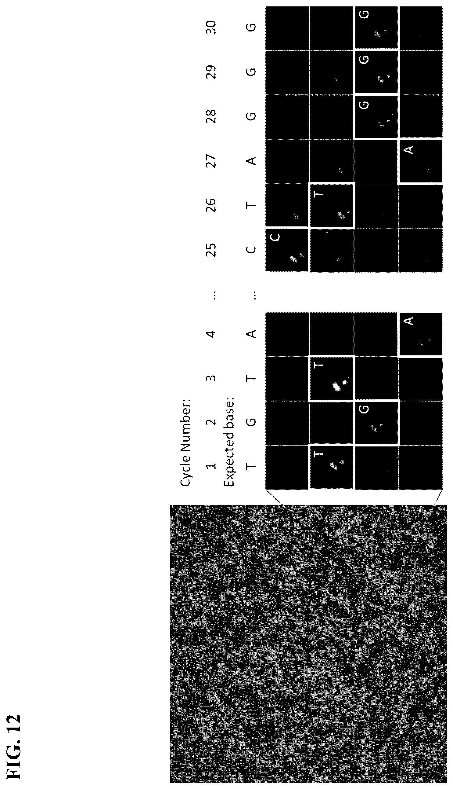 Patent US12365936 Figure 12 – Spatial sequencing of modified sequences