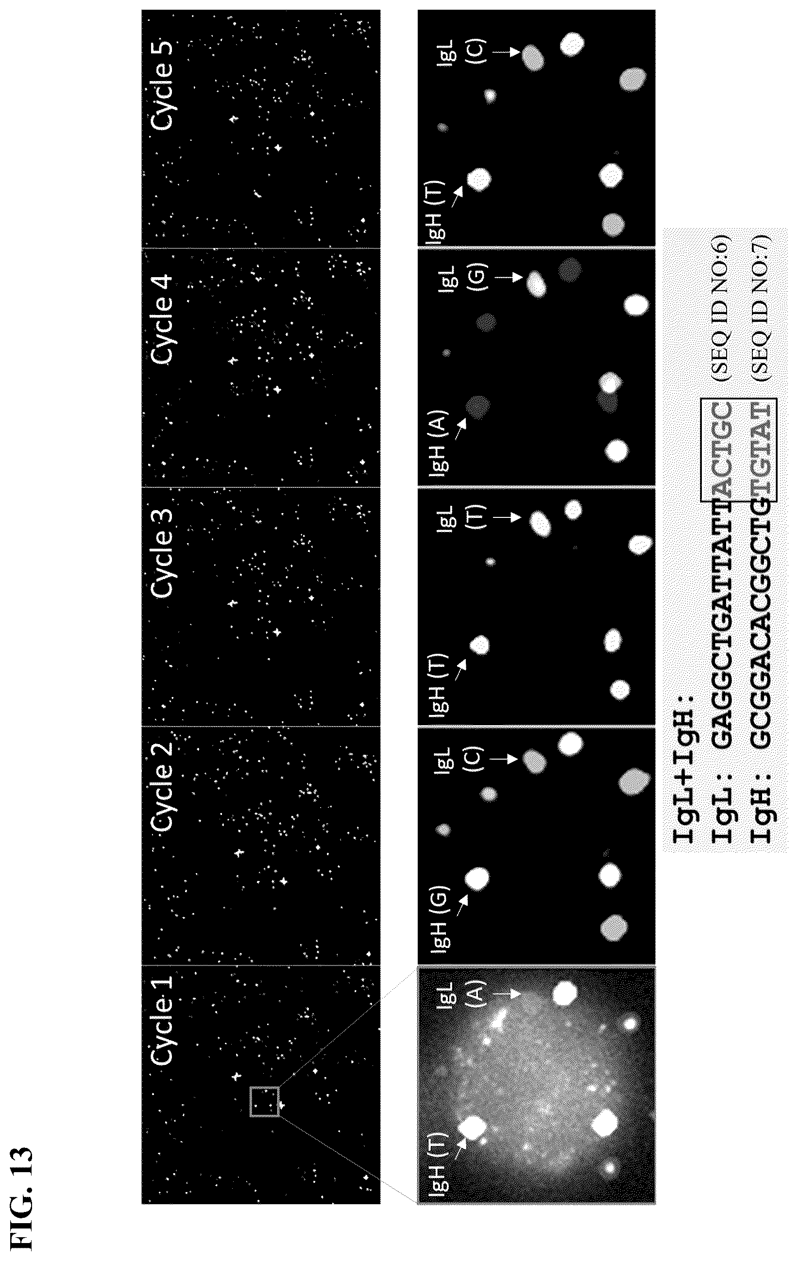 Patent US12365936 Figure 13 – Spatial sequencing of modified sequences