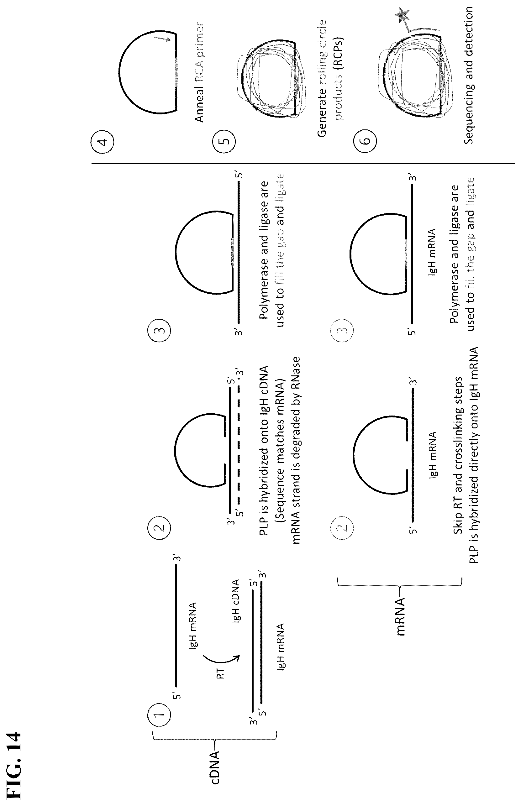 Patent US12365936 Figure 14 – Spatial sequencing of modified sequences