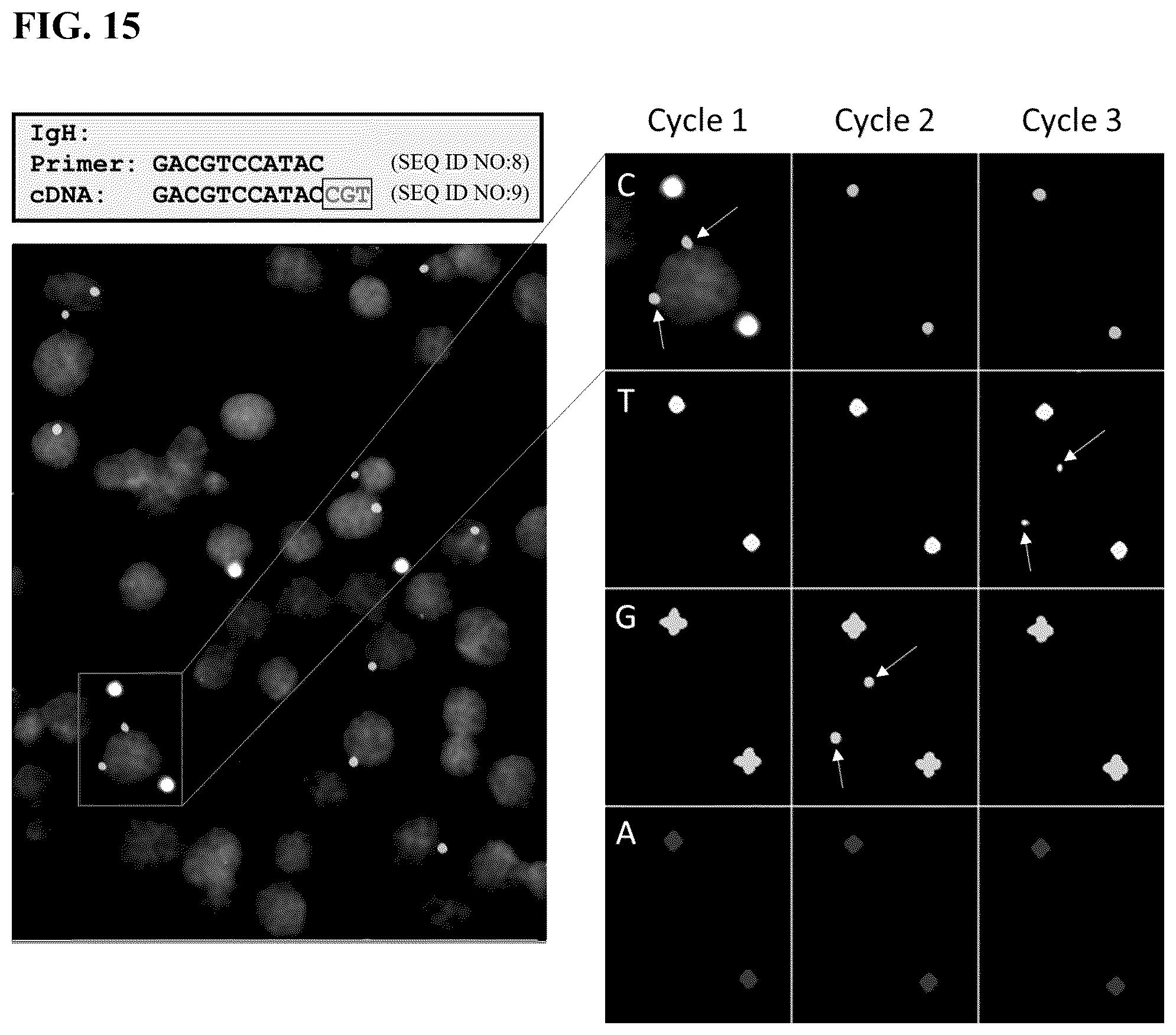 Patent US12365936 Figure 15 – Spatial sequencing of modified sequences