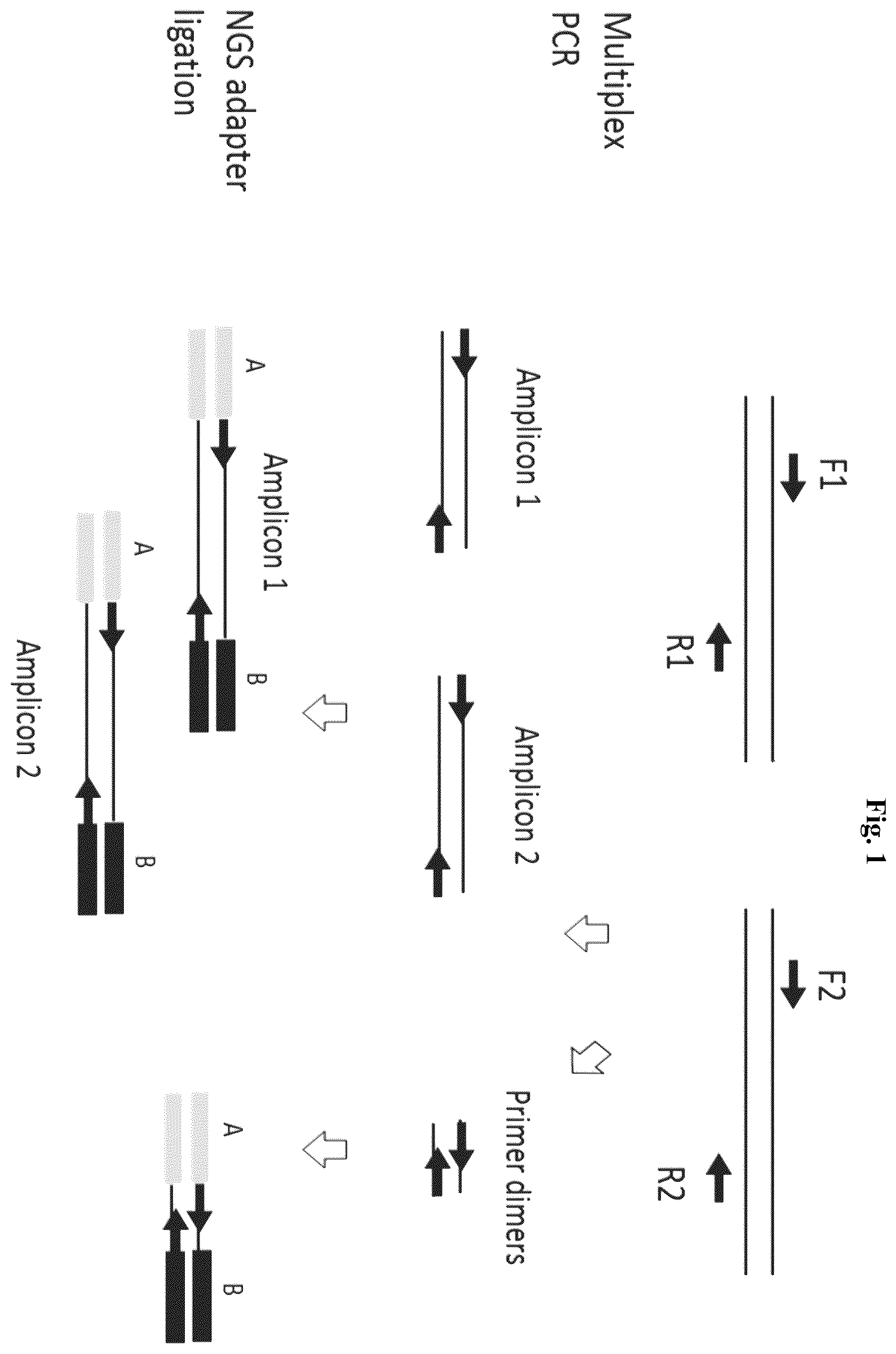 Patent US12365937 Figure 1 – Asymmetric targeted amplification methods