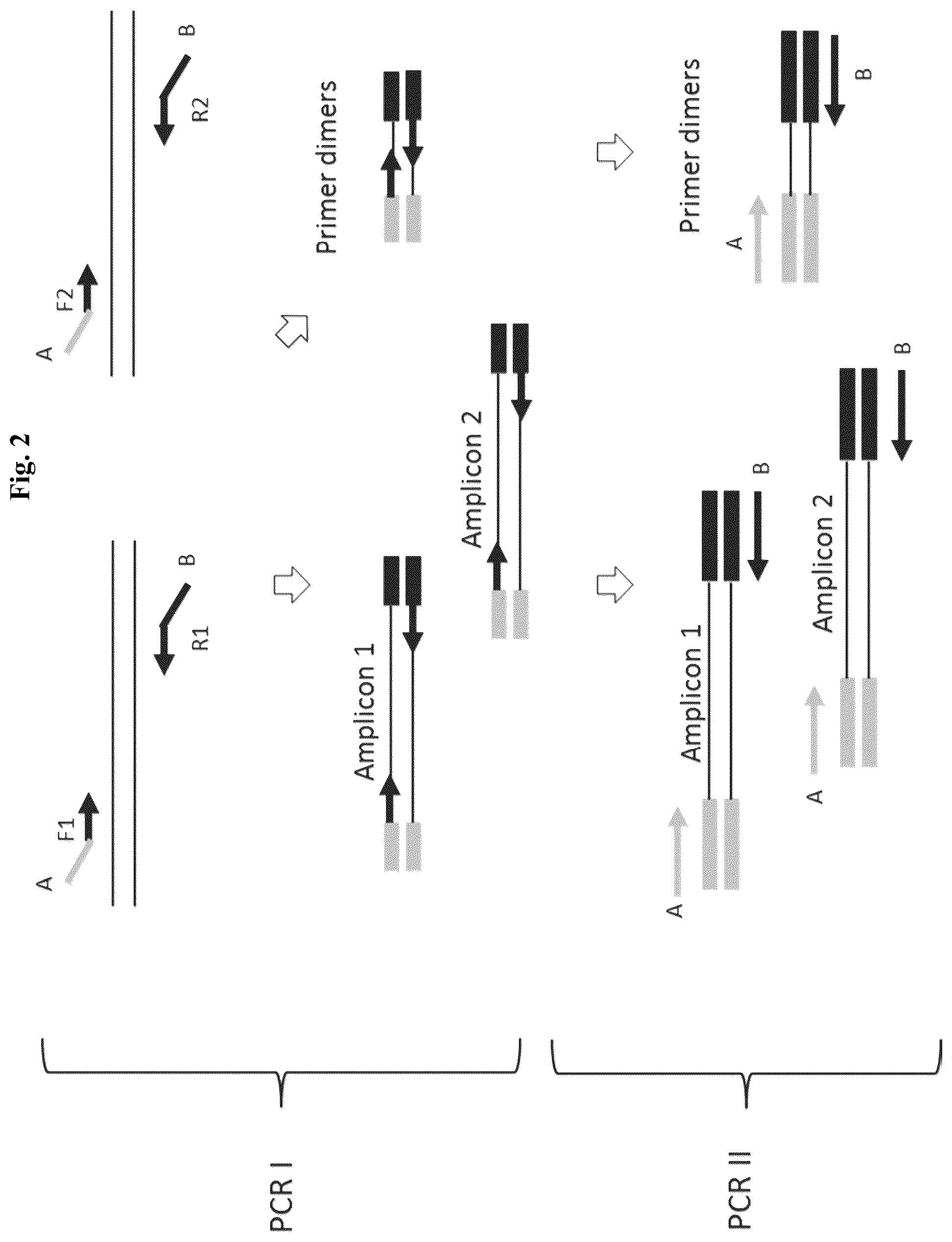 Patent US12365937 Figure 2 – Asymmetric targeted amplification methods