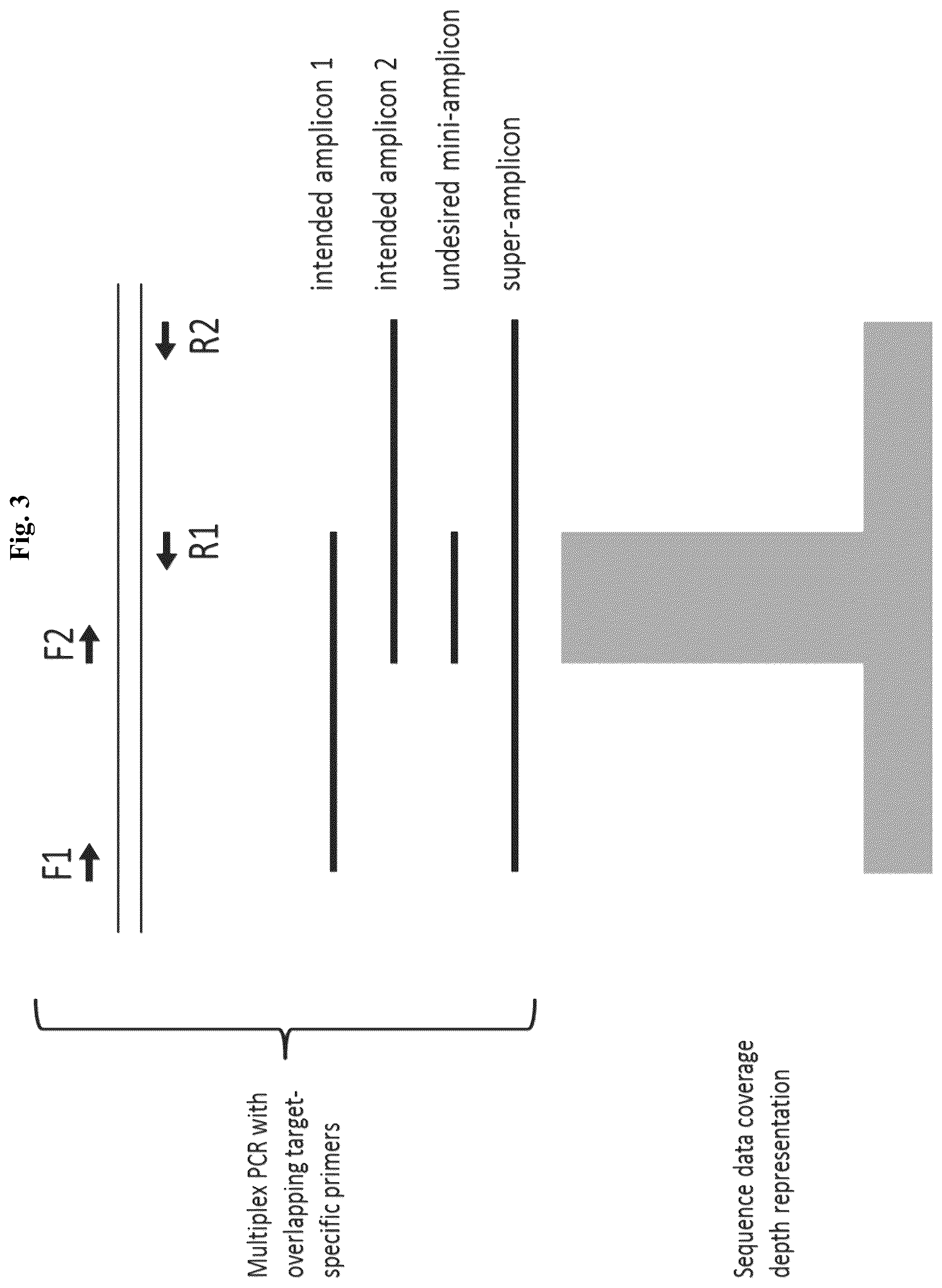 Patent US12365937 Figure 3 – Asymmetric targeted amplification methods