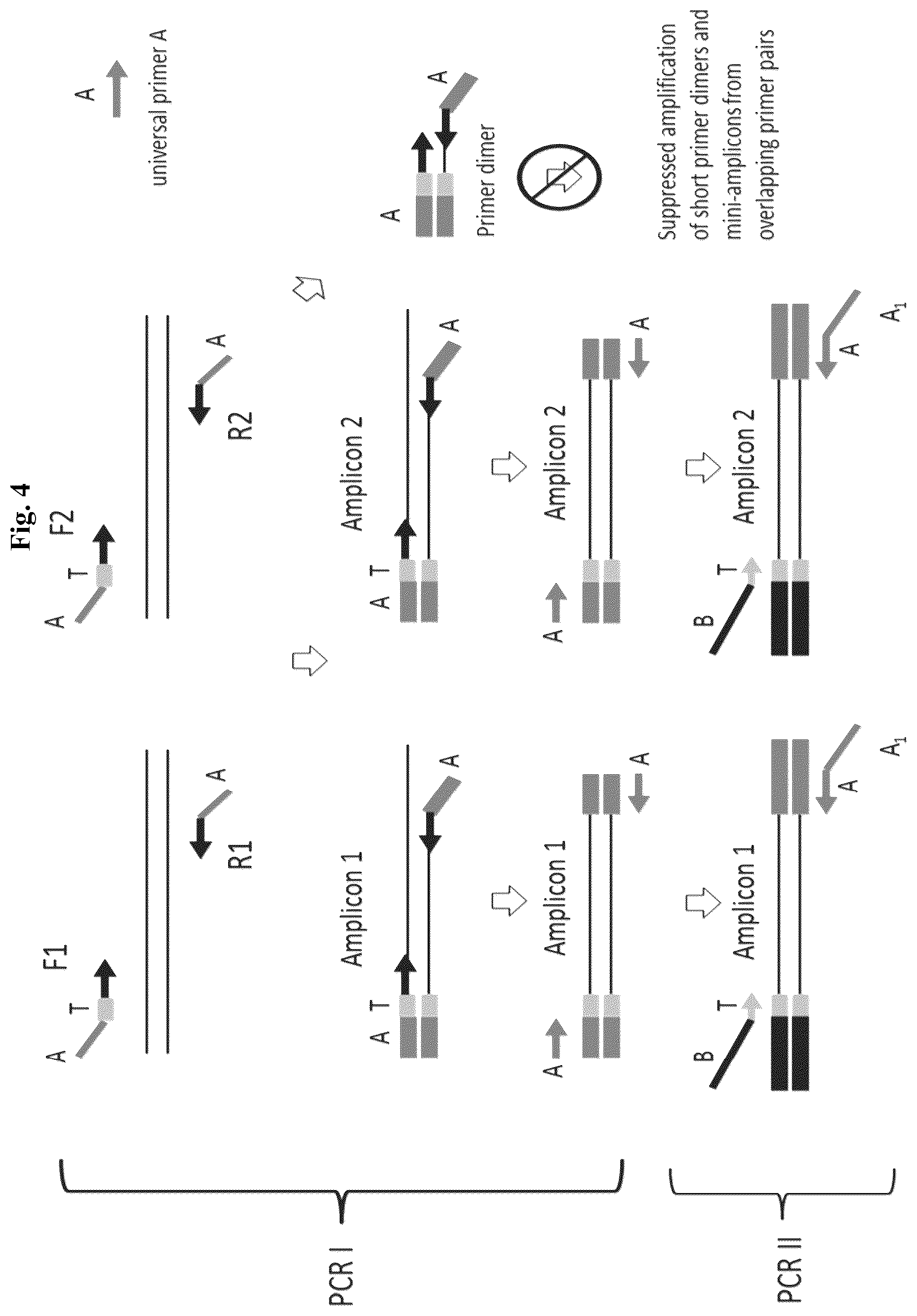Patent US12365937 Figure 4 – Asymmetric targeted amplification methods