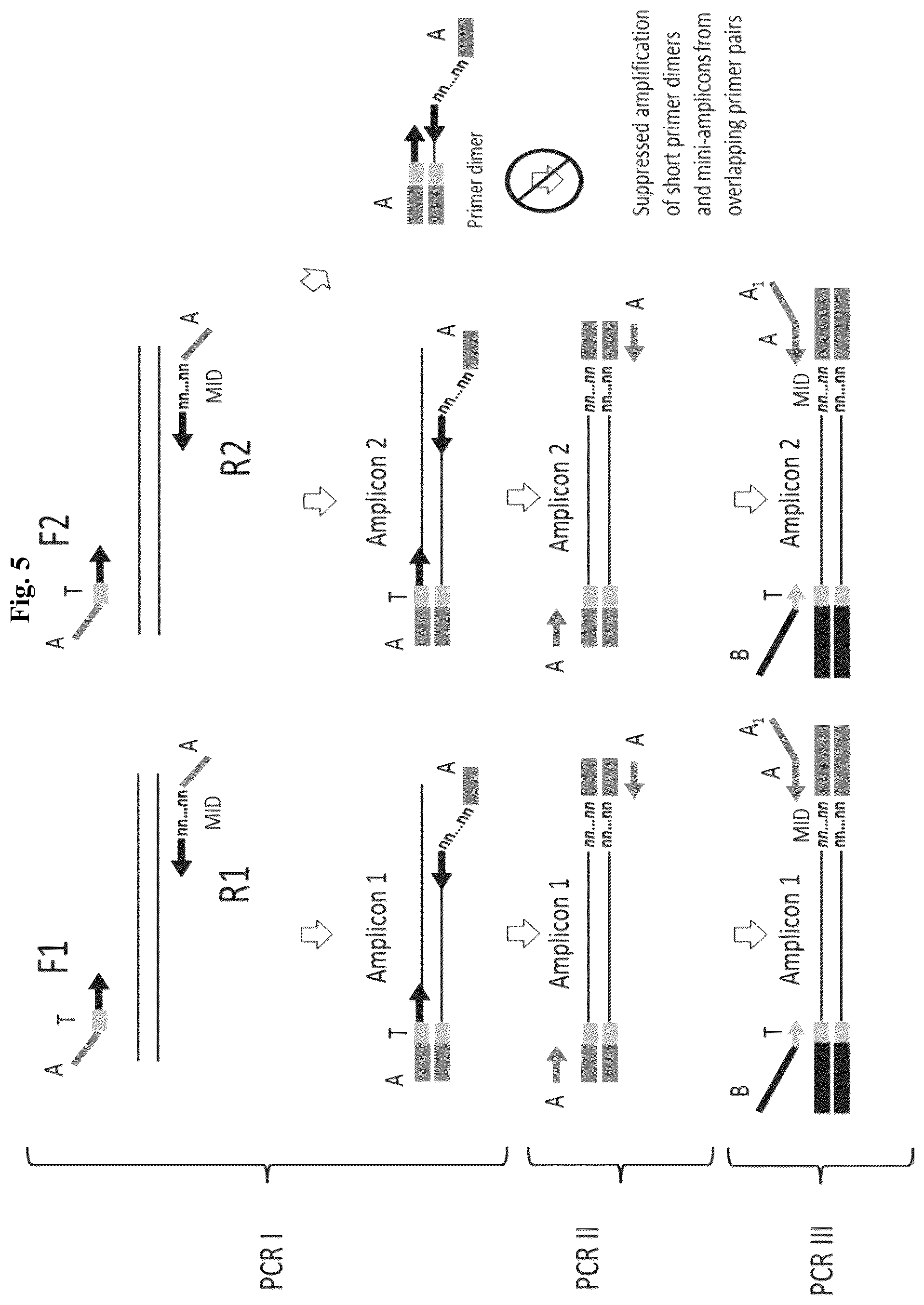 Patent US12365937 Figure 5 – Asymmetric targeted amplification methods