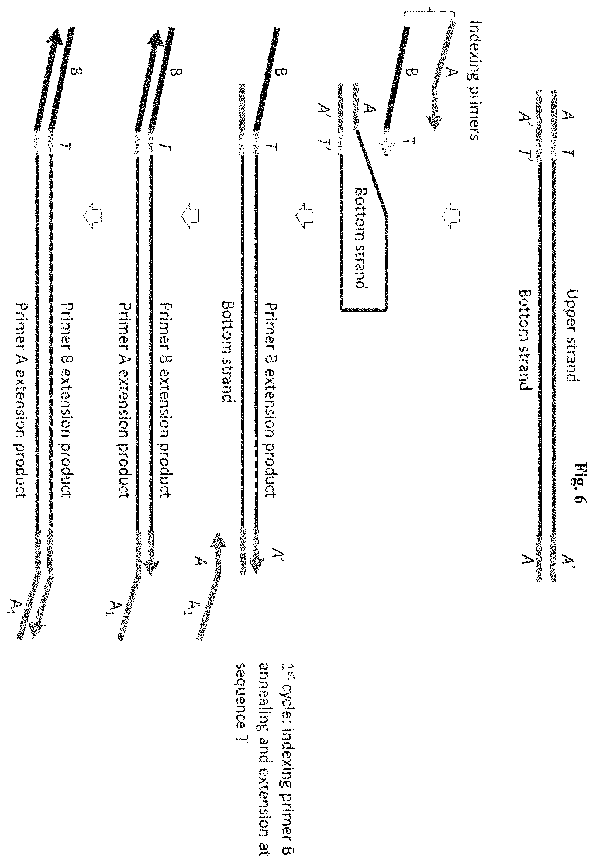 Patent US12365937 Figure 6 – Asymmetric targeted amplification methods