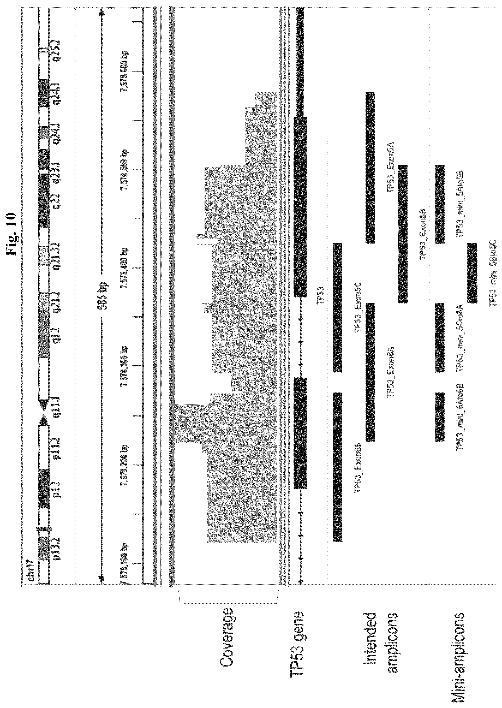 Patent US12365937 Figure 10 – Asymmetric targeted amplification methods