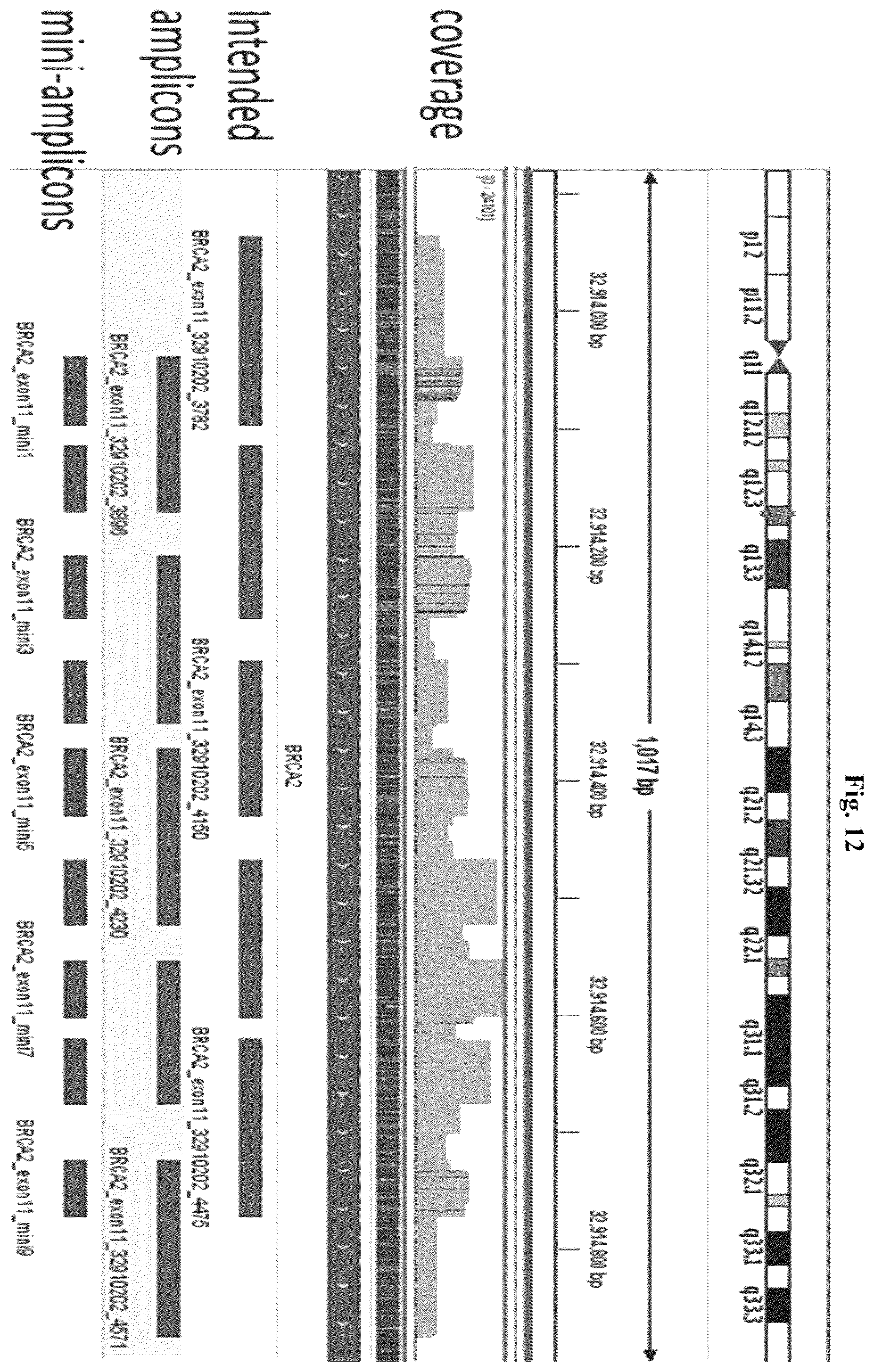 Patent US12365937 Figure 12 – Asymmetric targeted amplification methods