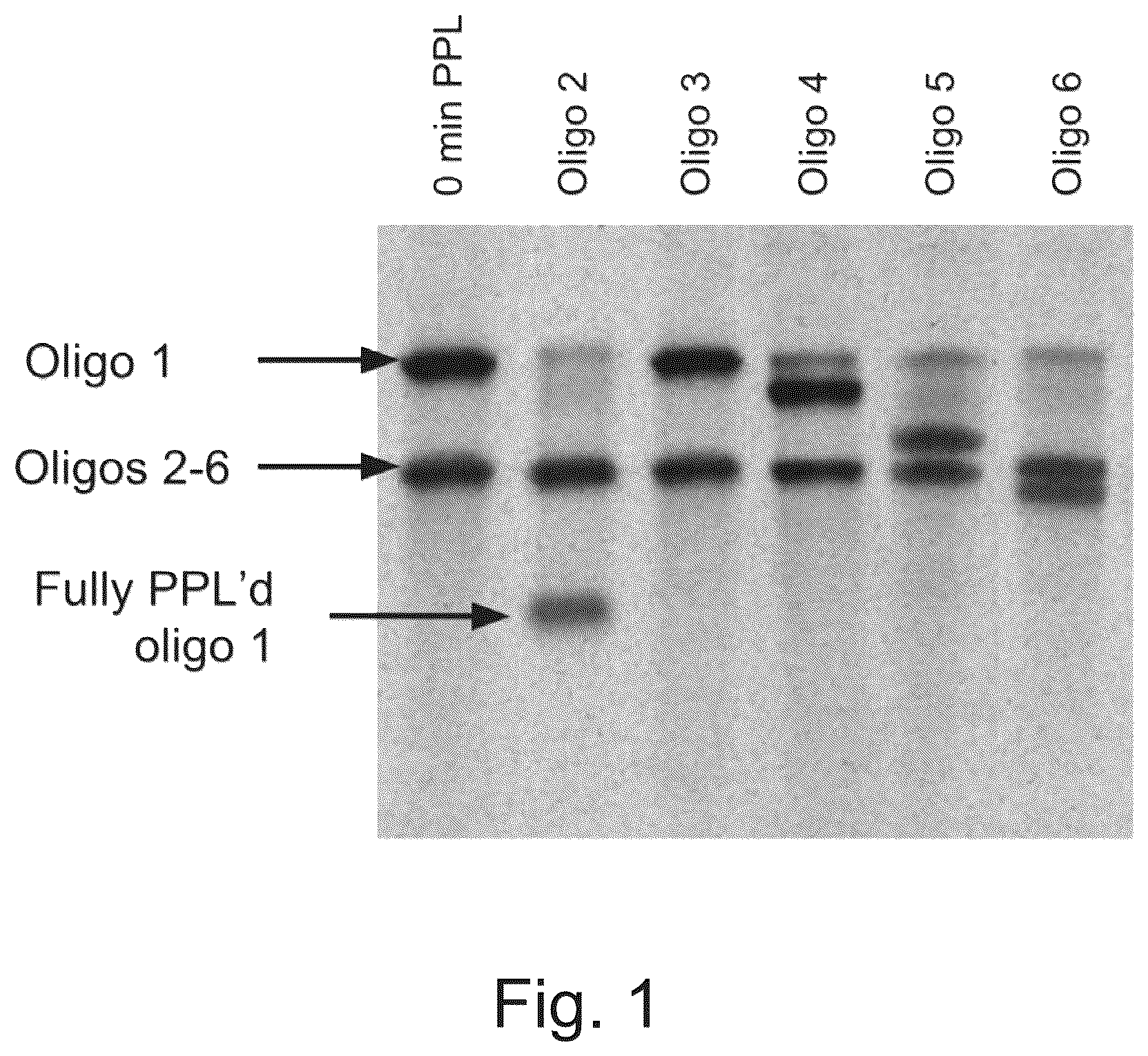Patent US12365938 Figure 1 – Polynucleotide sequence detection method