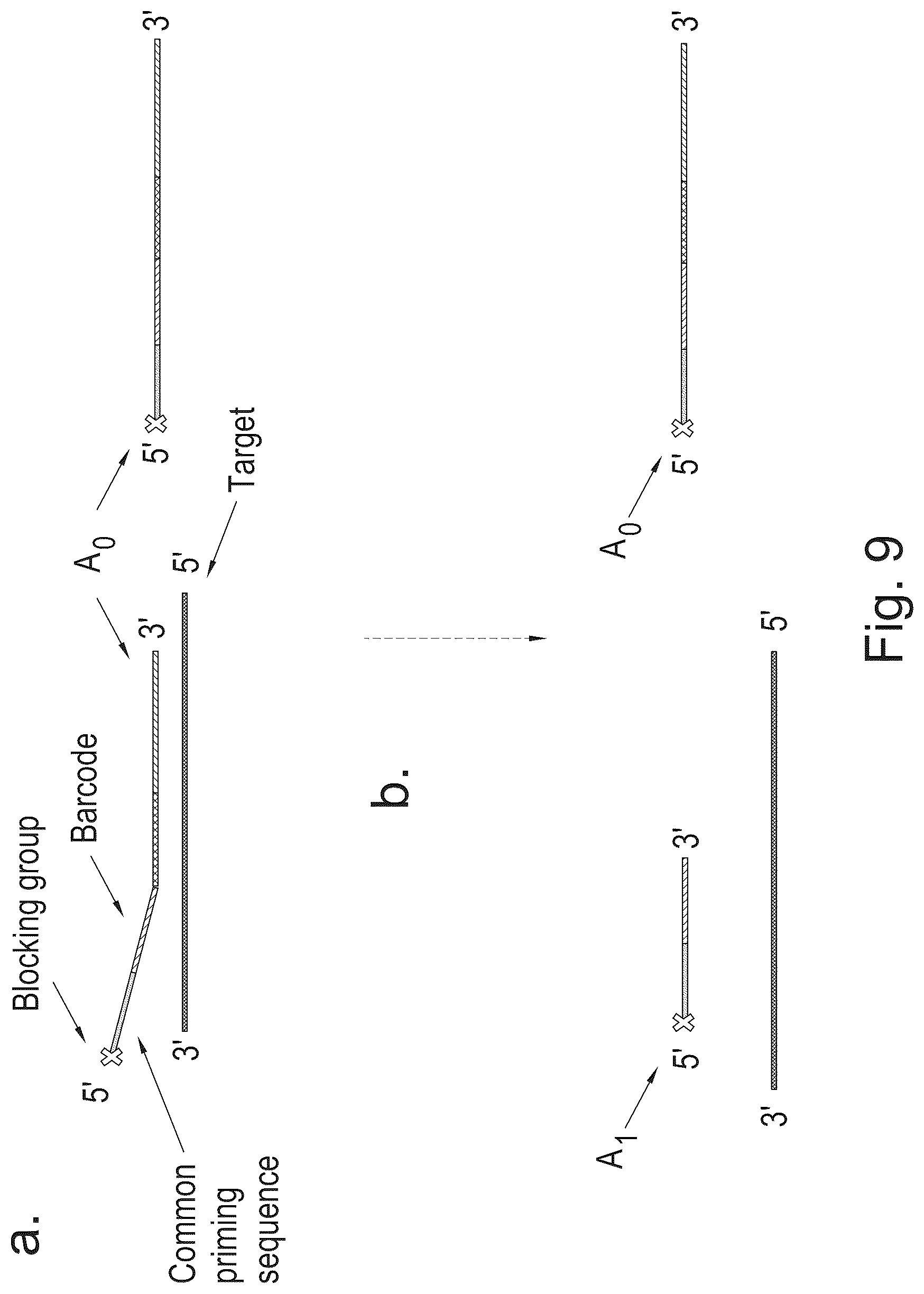 Patent US12365938 Figure 9 – Polynucleotide sequence detection method