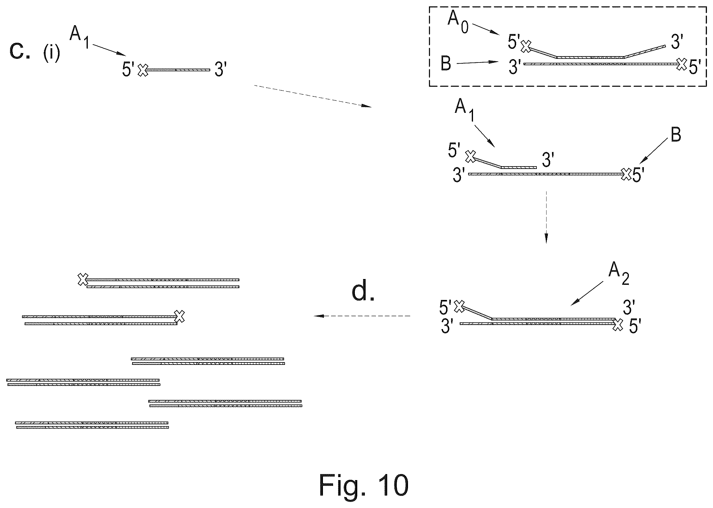 Patent US12365938 Figure 10 – Polynucleotide sequence detection method