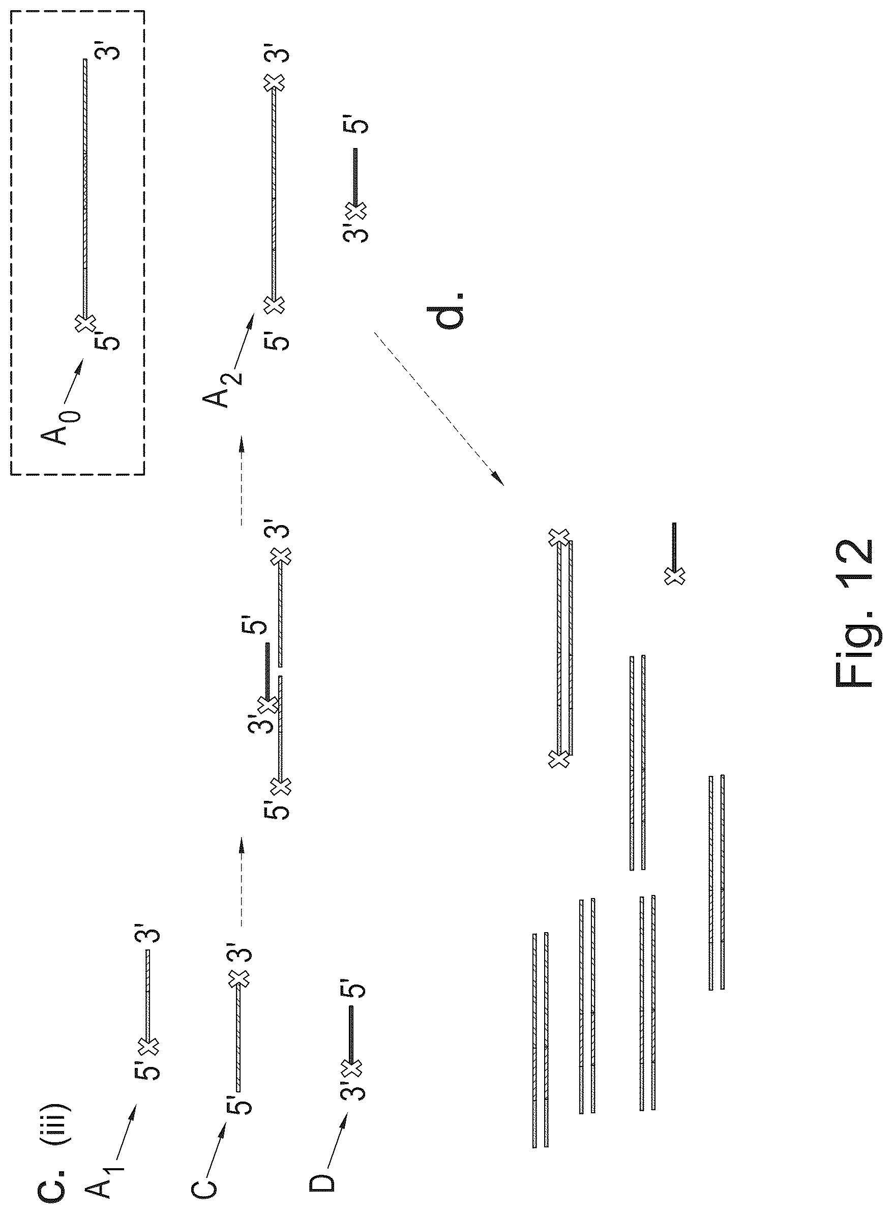 Patent US12365938 Figure 12 – Polynucleotide sequence detection method