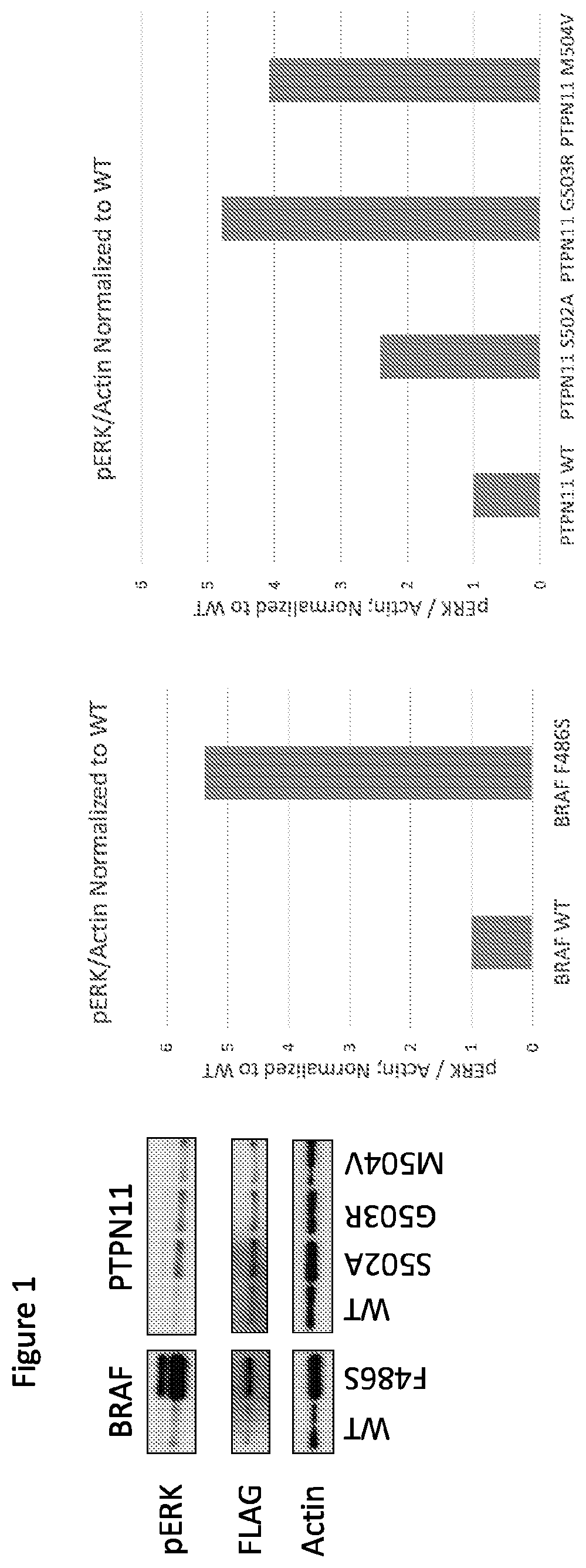 Patent US12365946 — Compositions and methods for the diagnosis and treatment of lymphatic system disorders — Figure 1