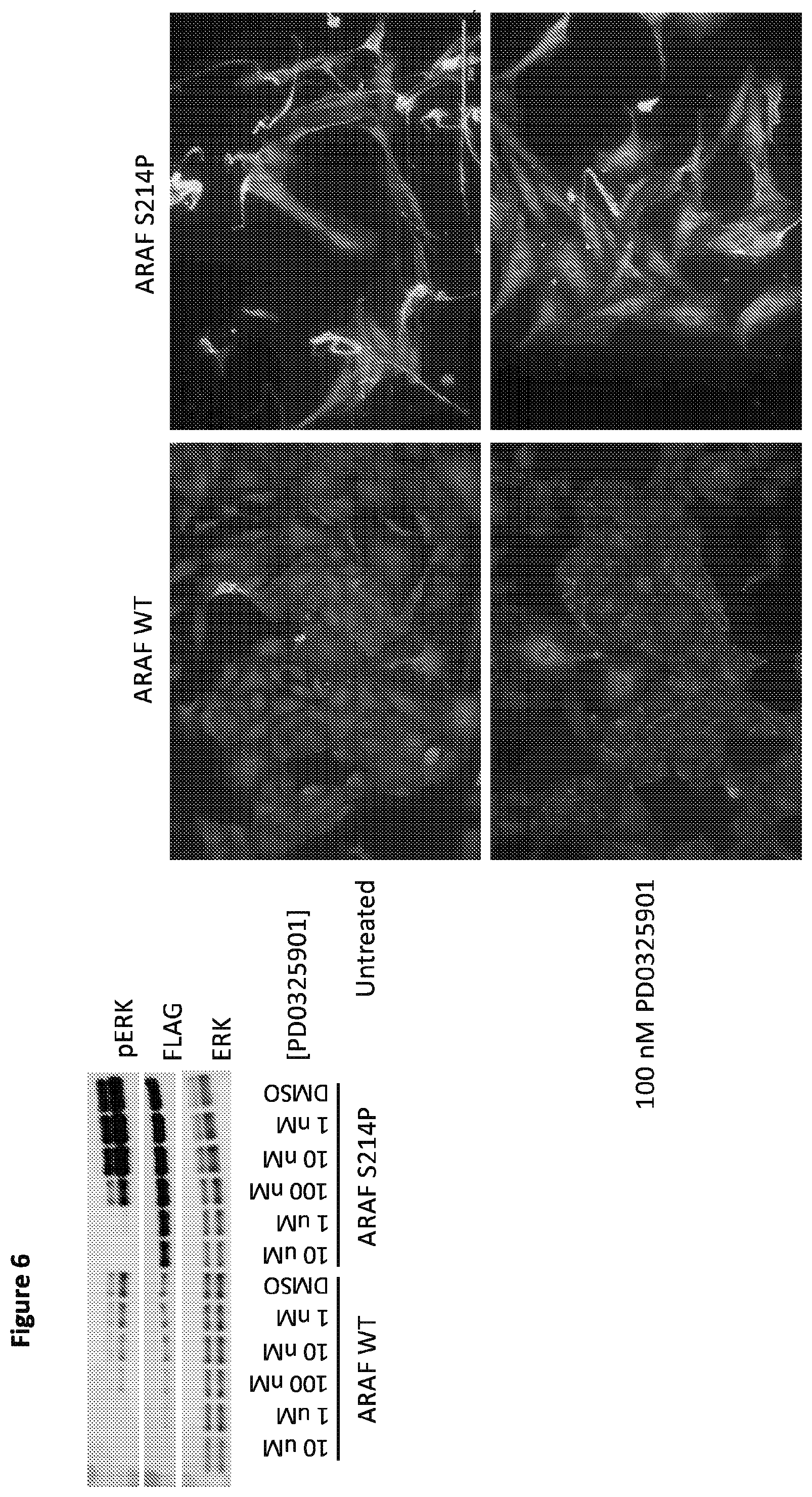 Patent US12365946 Figure 8 – Compositions and methods for the diagnosis and treatment of lymphatic system disorders