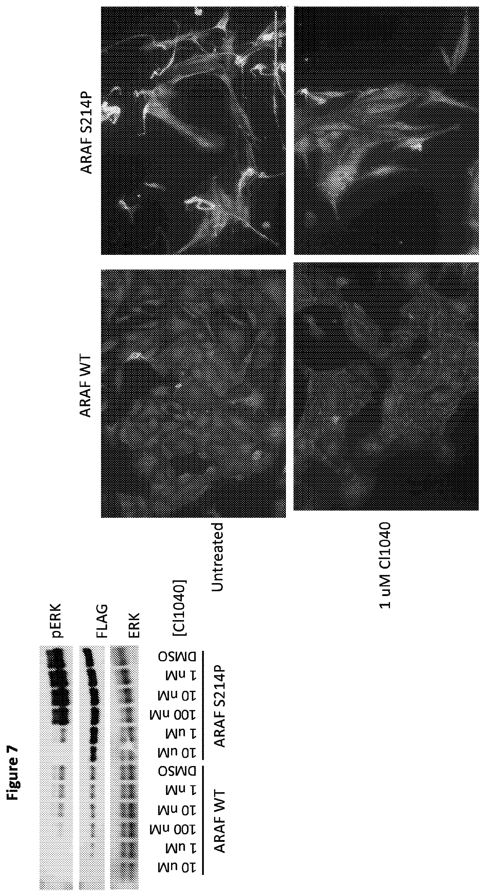 Patent US12365946 Figure 9 – Compositions and methods for the diagnosis and treatment of lymphatic system disorders