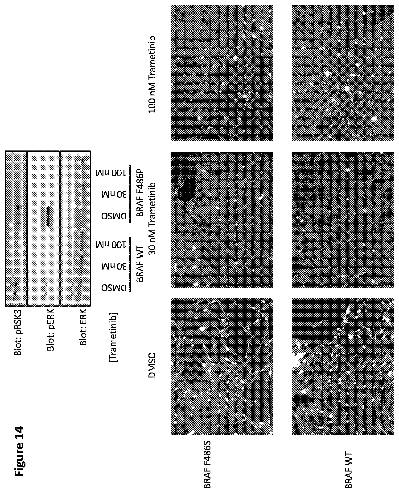 Patent US12365946 Figure 16 – Compositions and methods for the diagnosis and treatment of lymphatic system disorders