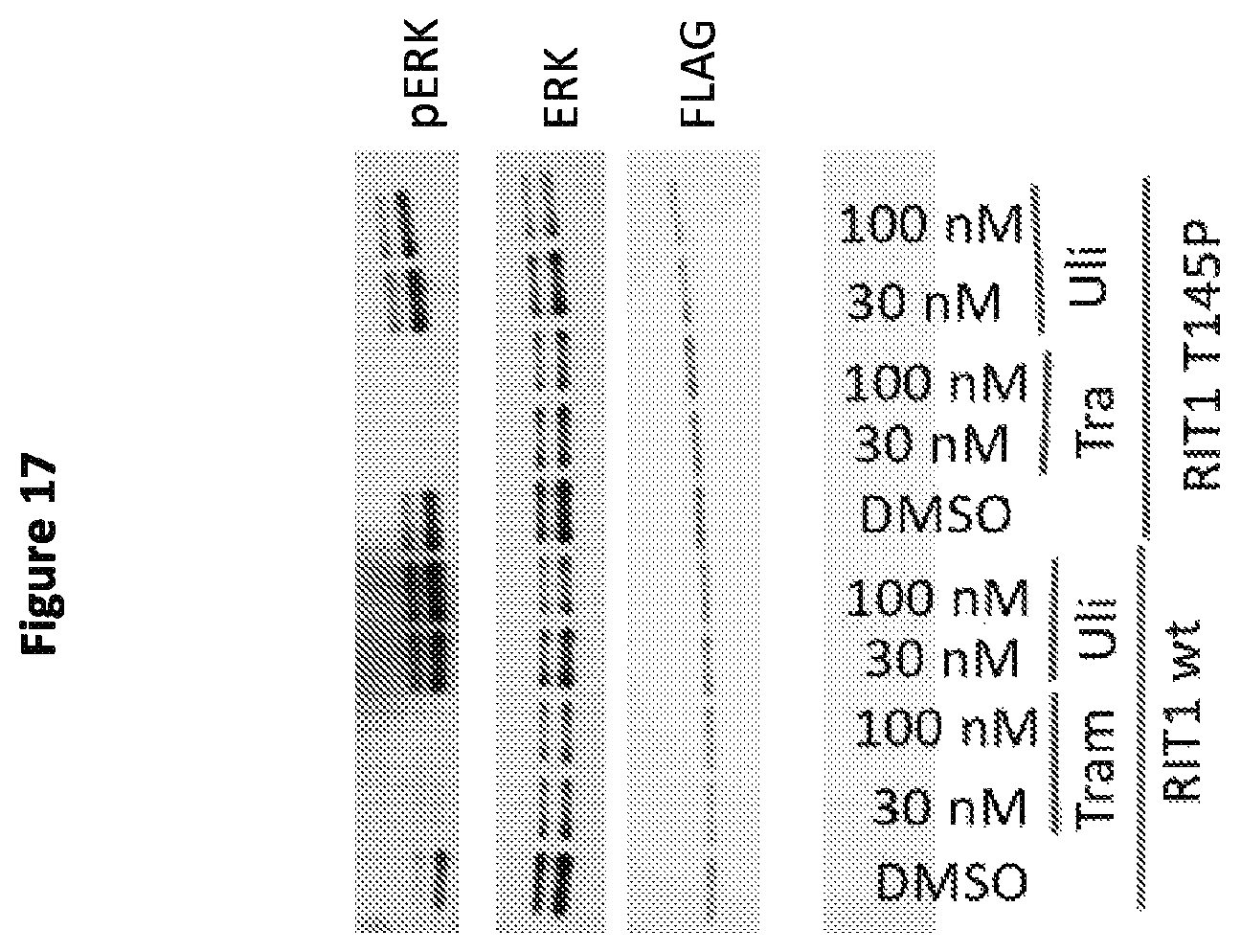 Patent US12365946 Figure 19 – Compositions and methods for the diagnosis and treatment of lymphatic system disorders