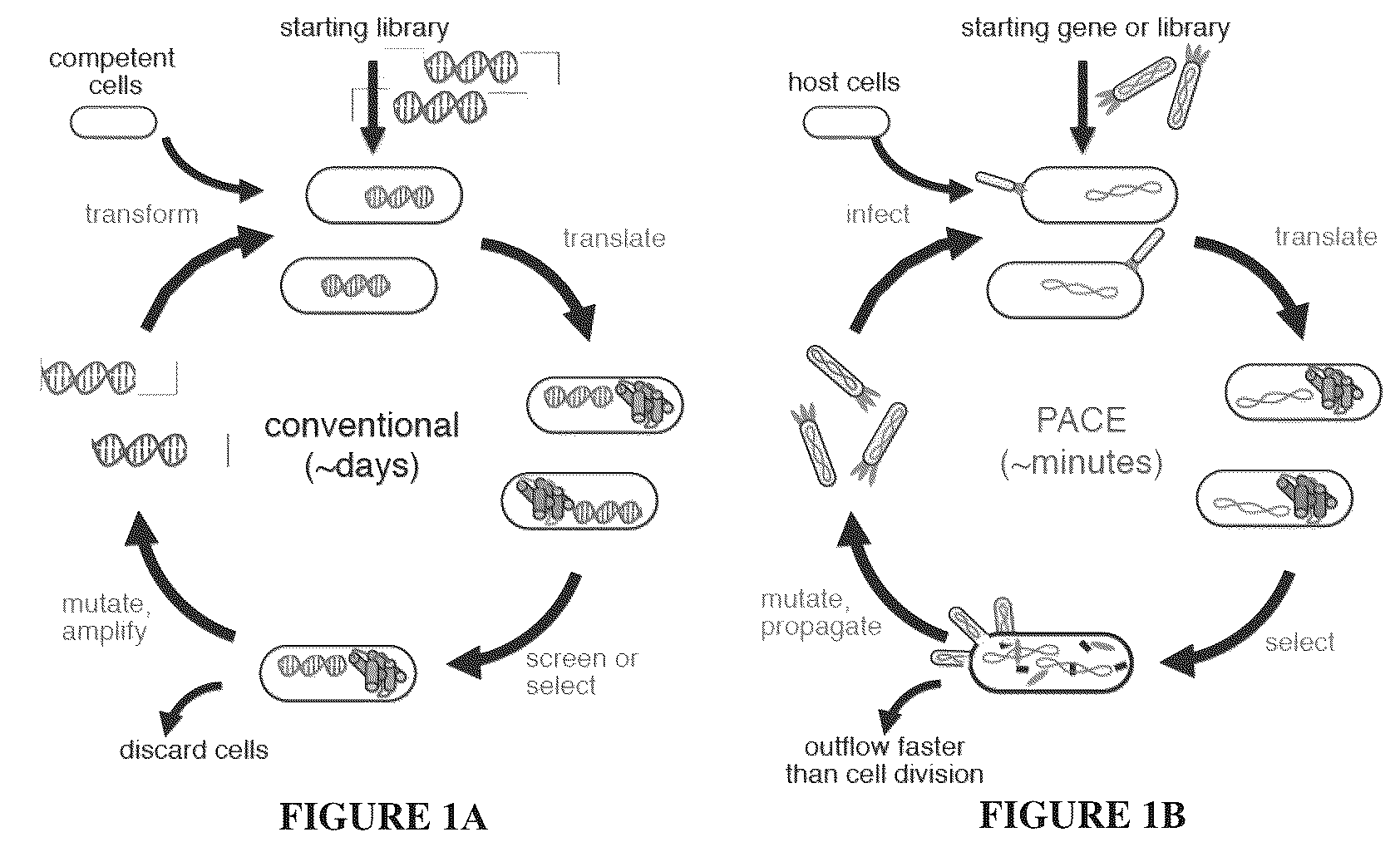 Patent US12366009 Figure 1 – Continuous directed evolution