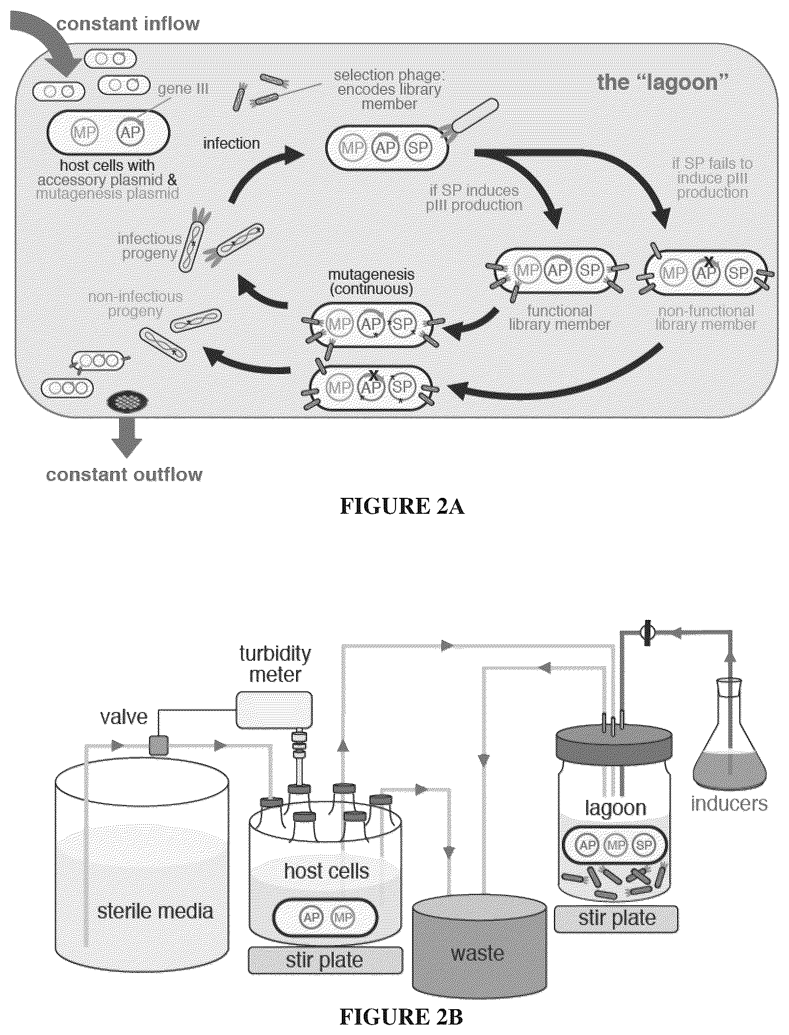 Patent US12366009 Figure 2 – Continuous directed evolution