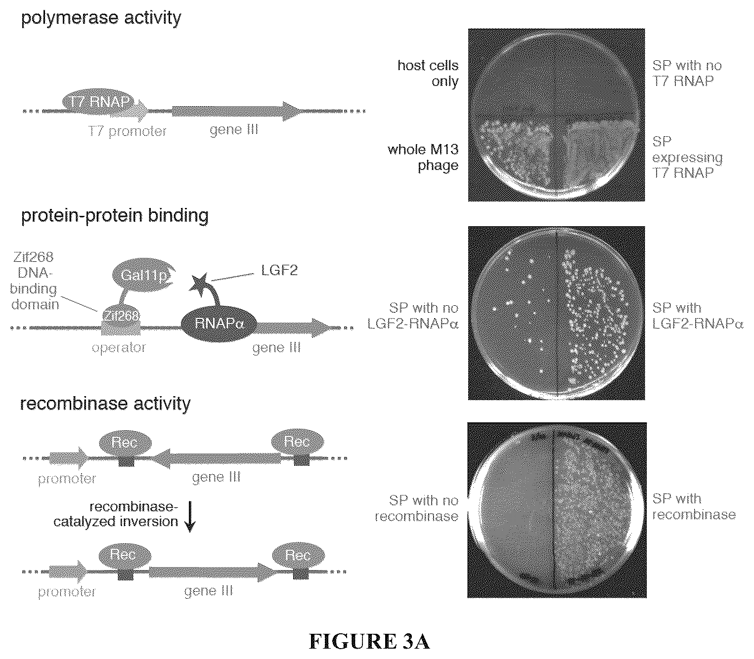 Patent US12366009 Figure 3 – Continuous directed evolution