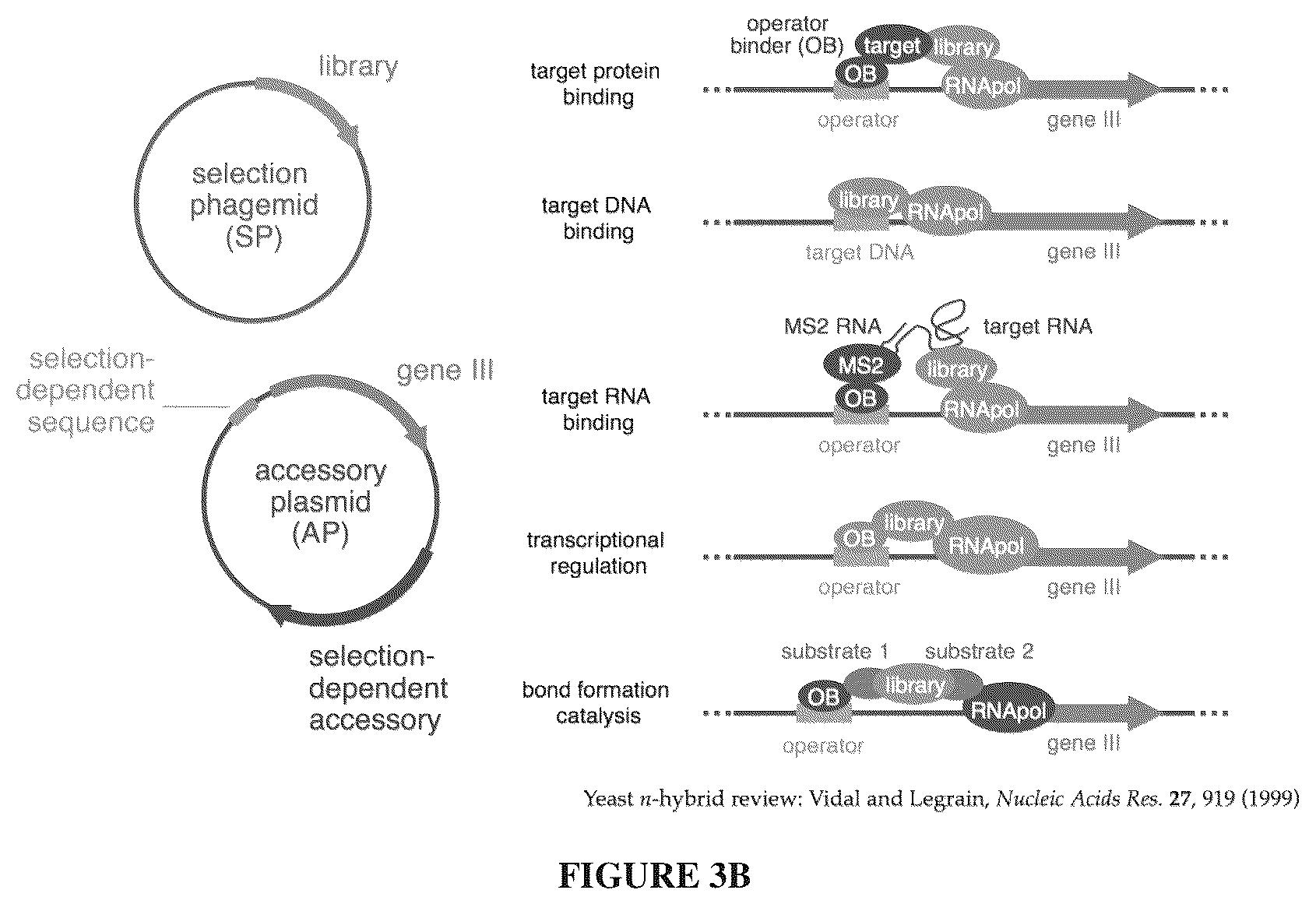 Patent US12366009 Figure 4 – Continuous directed evolution