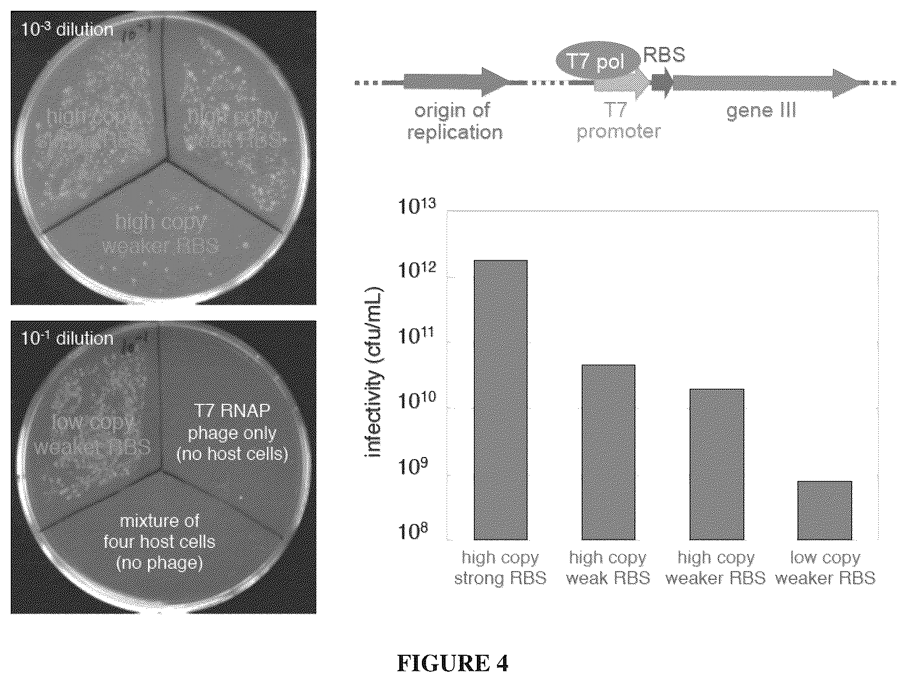 Patent US12366009 Figure 5 – Continuous directed evolution