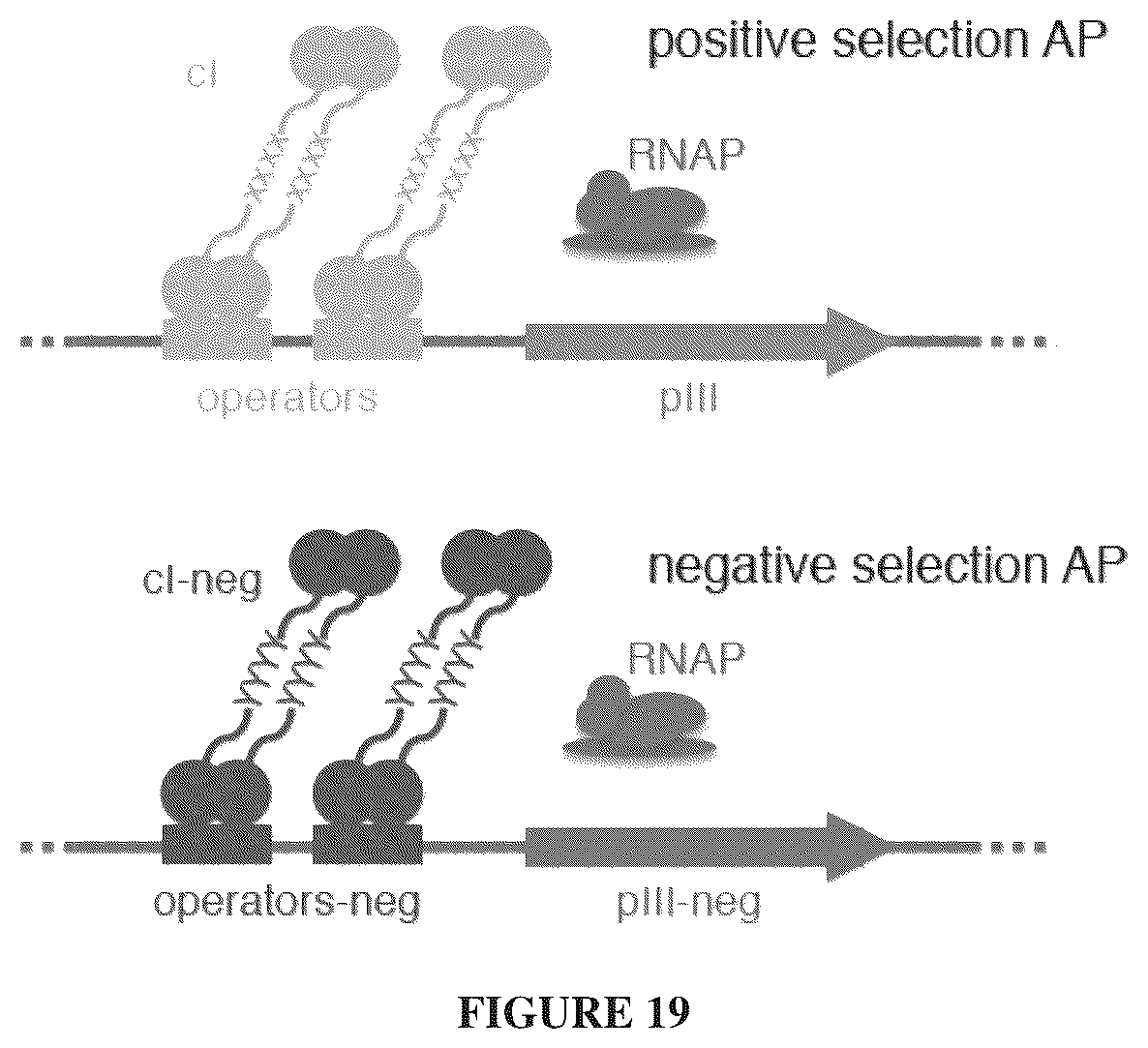 Patent US12366009 Figure 19 – Continuous directed evolution
