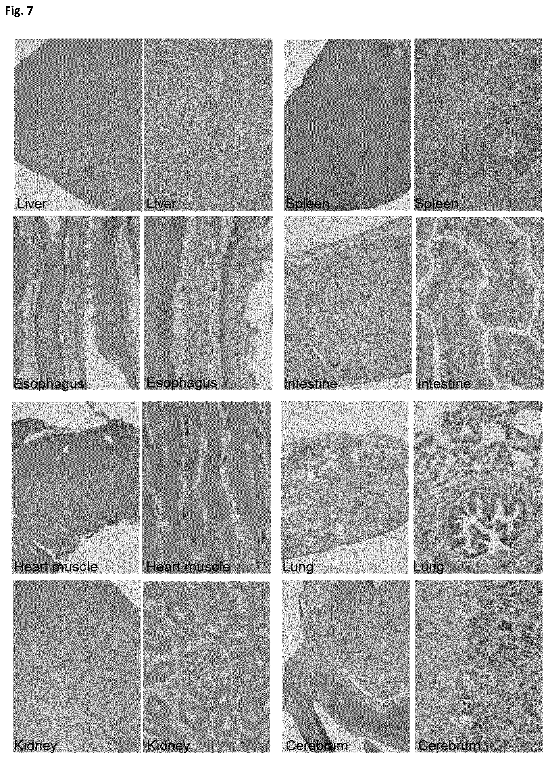 Patent US12366508 Figure 6 – Method of preparing a frozen biological sample