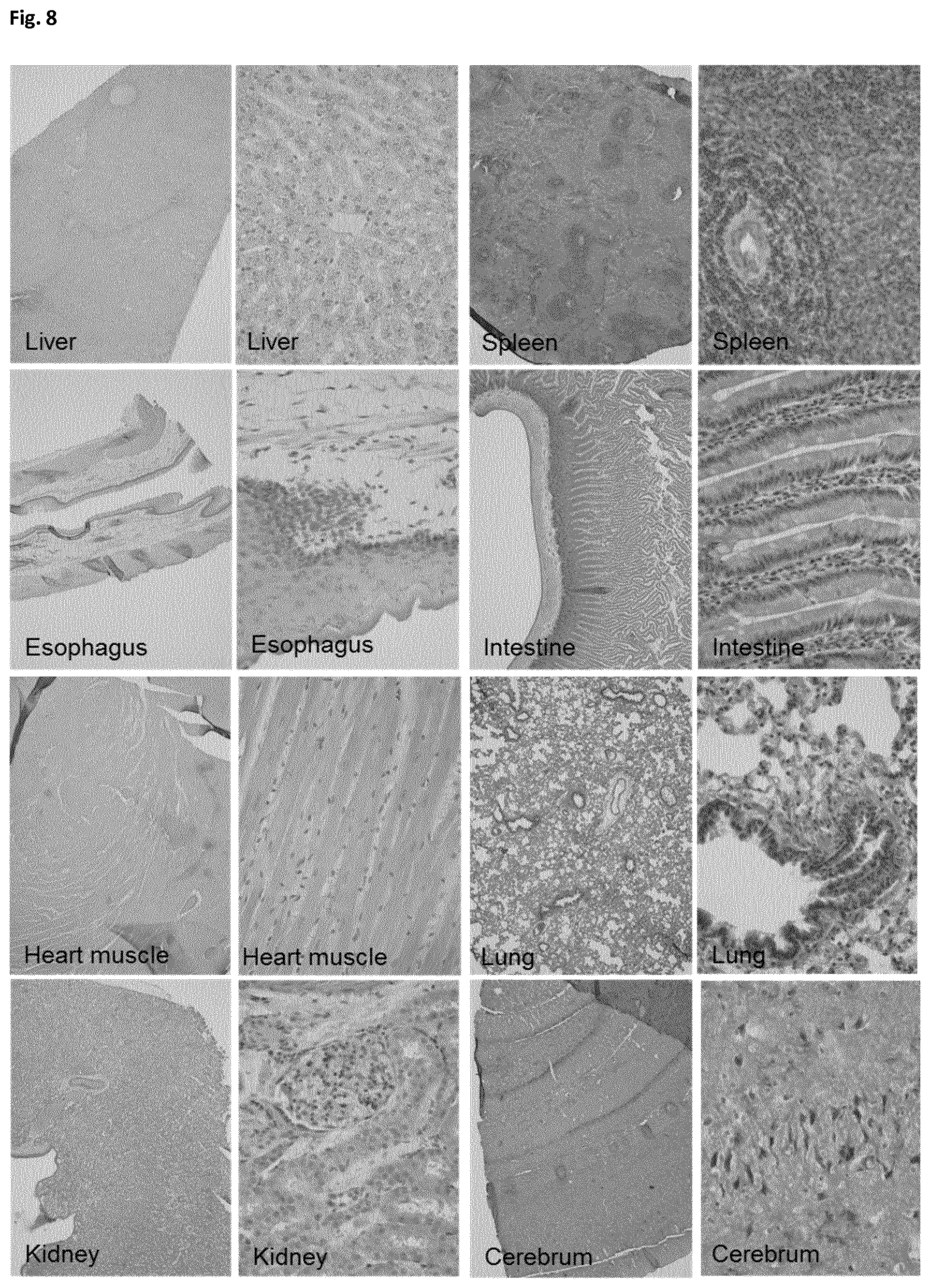 Patent US12366508 Figure 7 – Method of preparing a frozen biological sample