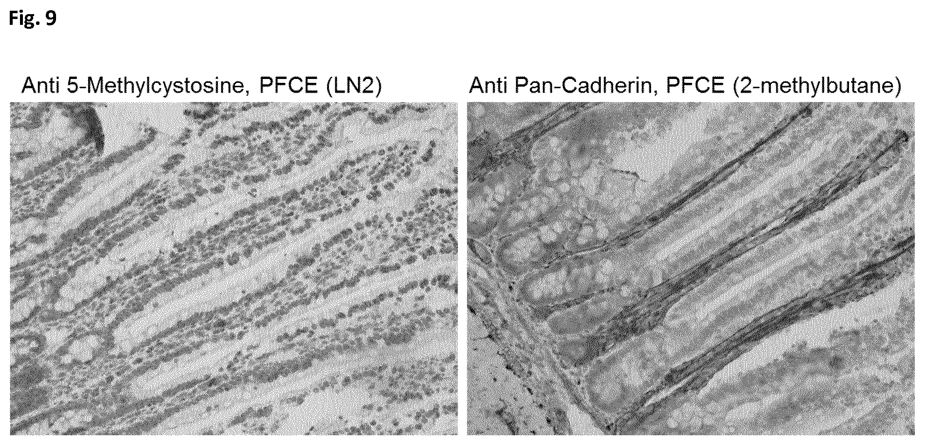 Patent US12366508 Figure 8 – Method of preparing a frozen biological sample