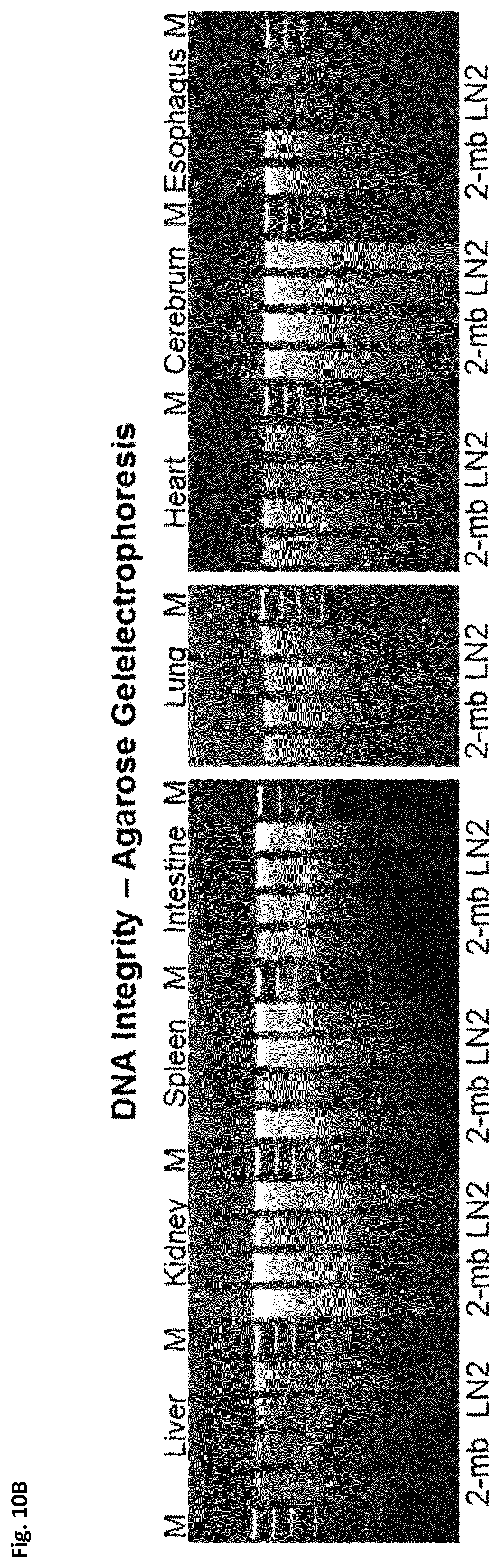 Patent US12366508 Figure 10 – Method of preparing a frozen biological sample