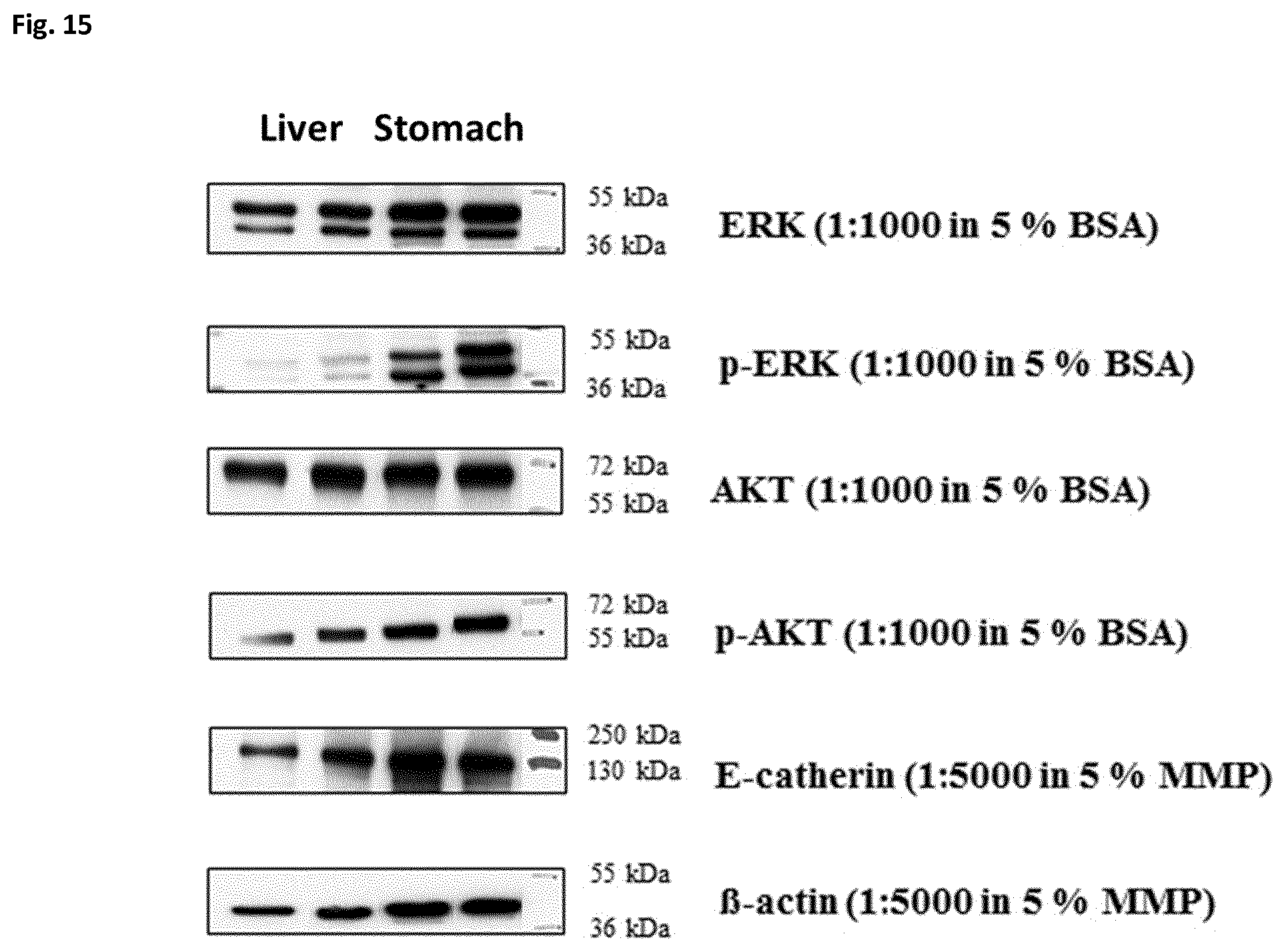 Patent US12366508 Figure 16 – Method of preparing a frozen biological sample