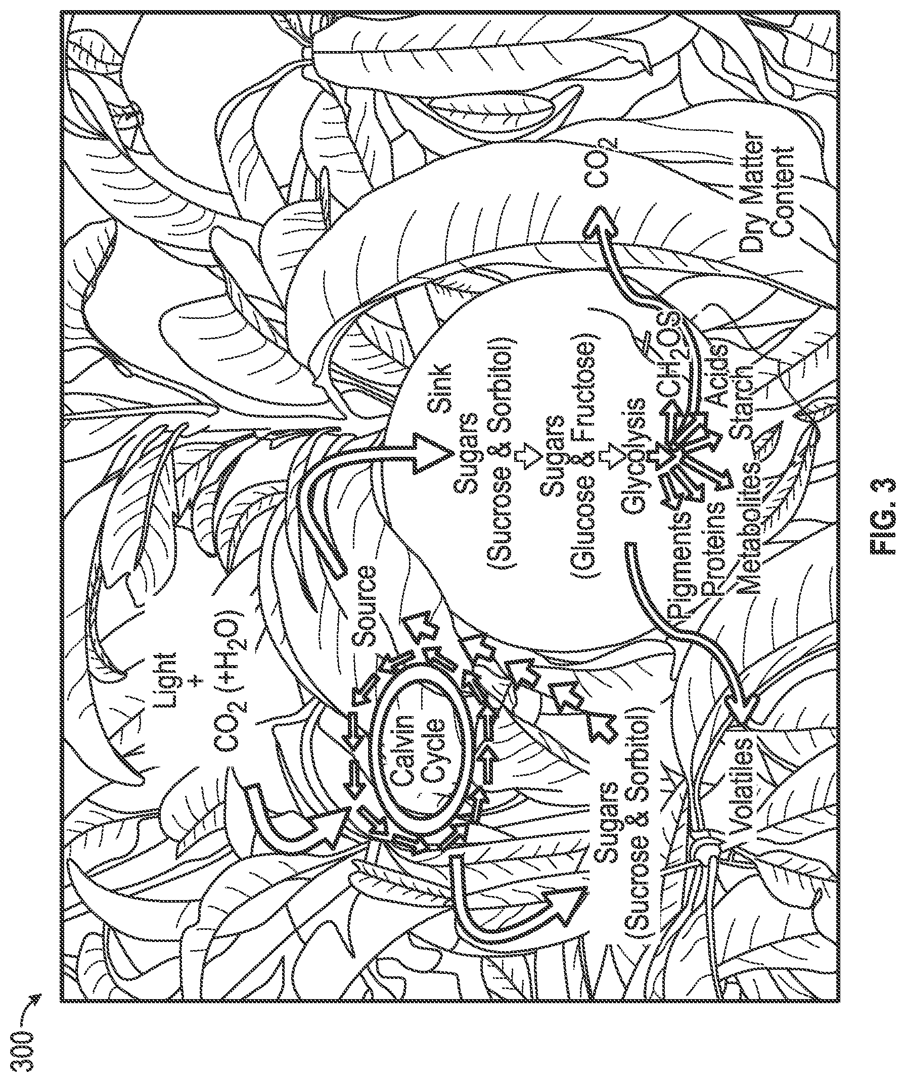 Patent US12366524 Figure 2 – Fruit maturity and quality scanning