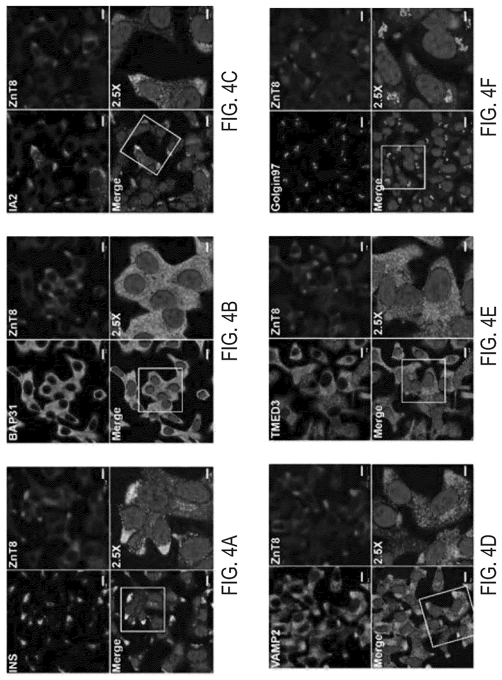 Patent US12366570 Figure 7 – Cell-based ZNT8 assay