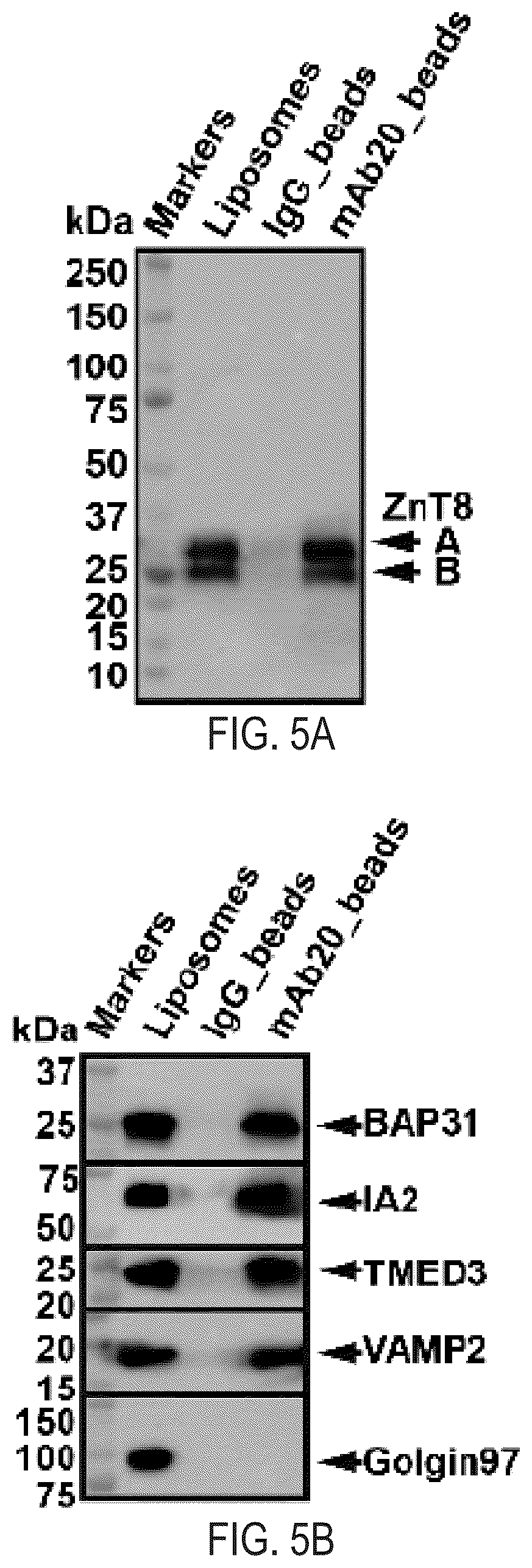 Patent US12366570 Figure 8 – Cell-based ZNT8 assay