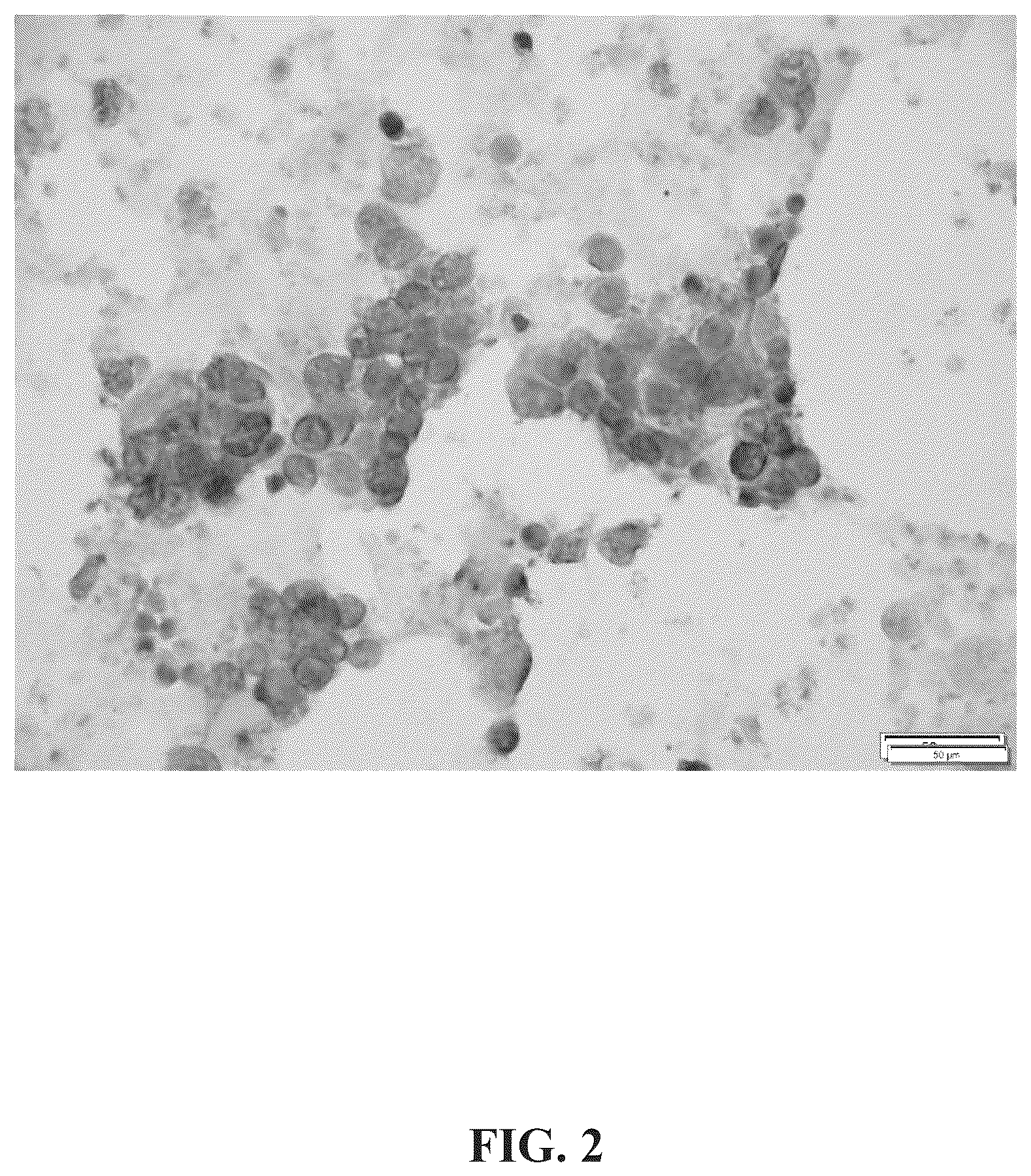 Patent US12366574 Figure 2 – Keratin 17 as a biomarker for bladder cancer