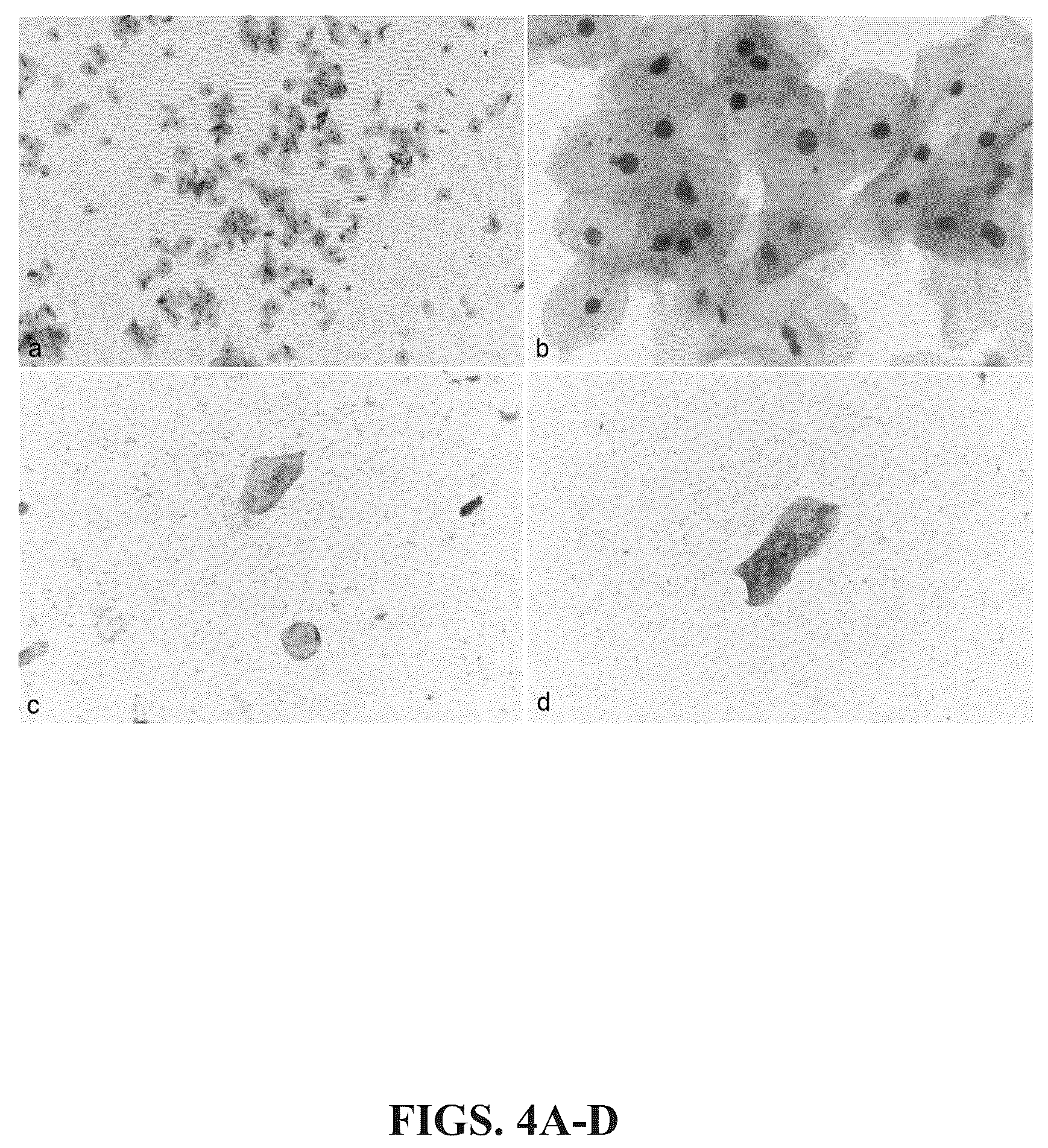 Patent US12366574 Figure 4 – Keratin 17 as a biomarker for bladder cancer