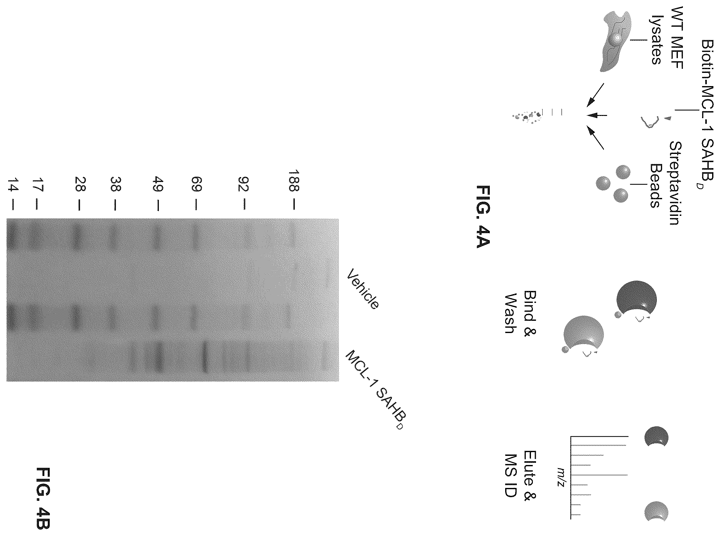 Patent US12366576 Figure 4 – Compositions, assays, and methods for direct modulation of fatty acid metabolism